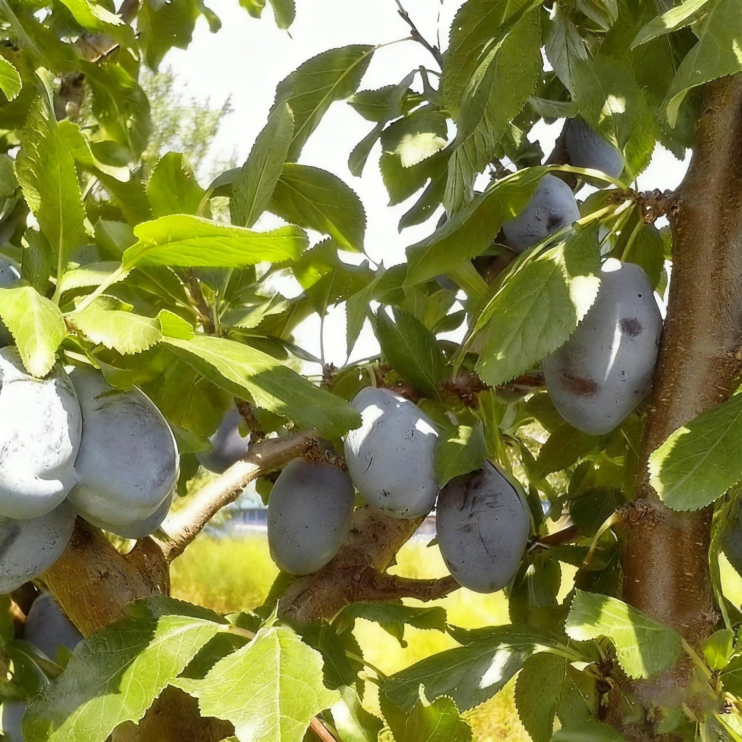 10 Prunus Domestica Seeds for Planting, Perennial Plum Fruit Tree Seed, Non-GMO Fruit Tree Seeds for Home Garden, Potted Decoration