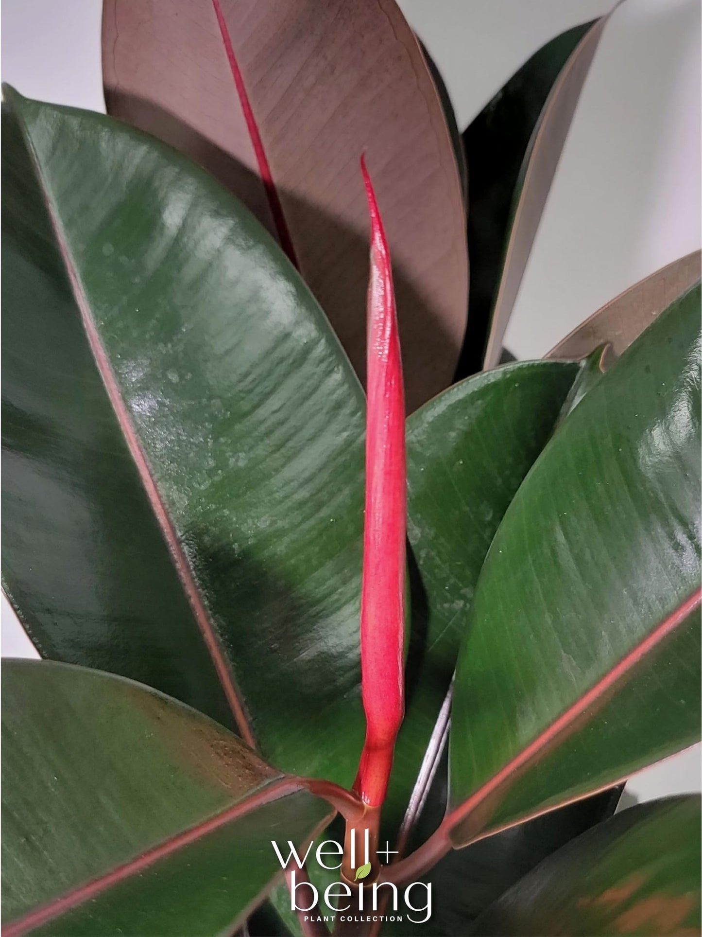 Nature's Way Farms Ficus Burgundy Rubber, Live Plant, Easy Care Indoor Tree, Large & Glossy, Grow in Indirect Bright Light, Perfect for Plant Lovers & Beginners, in Grower Pot (25-30 in Tall)