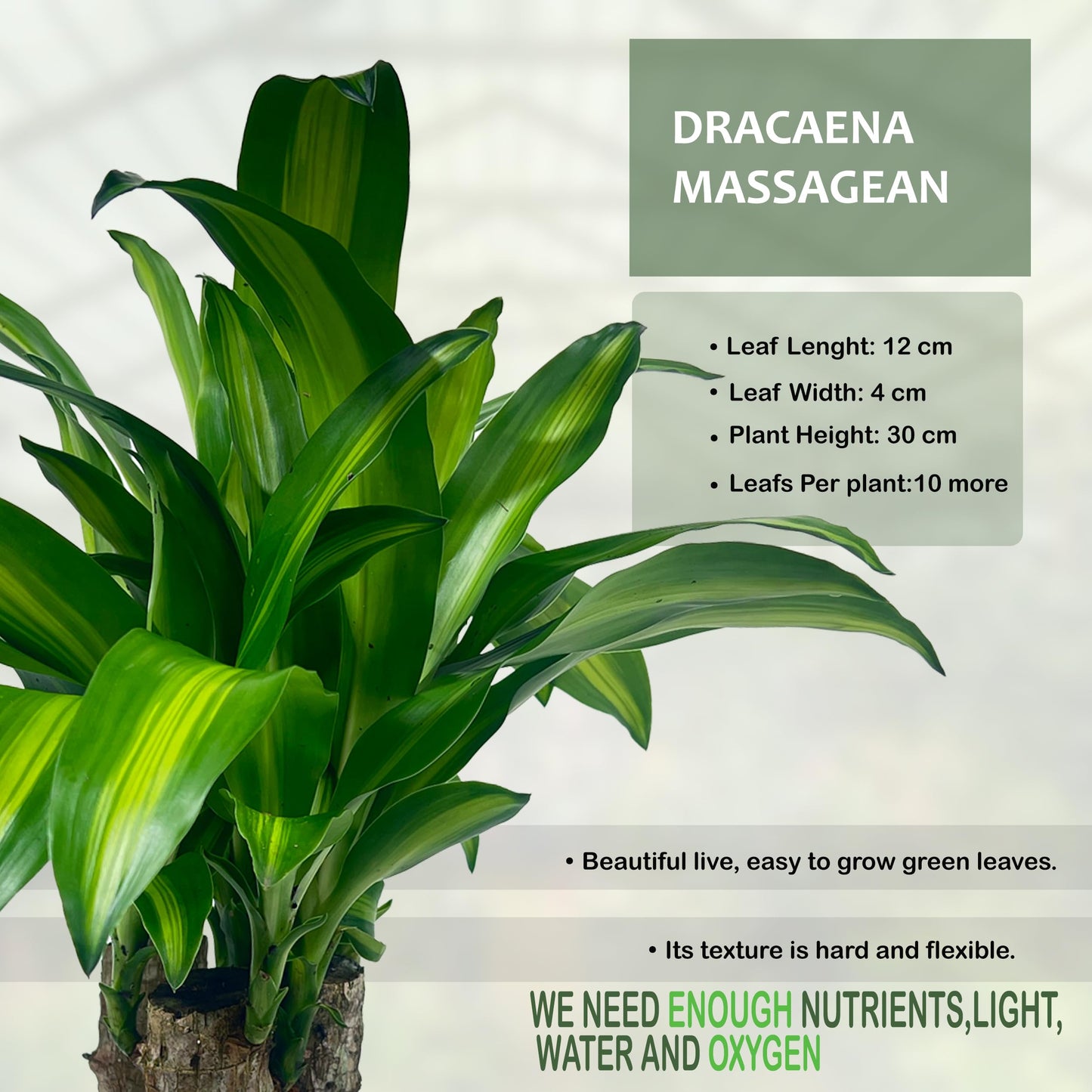 LEAL PLANTS ECUADOR Dracaena Massangeana (Pack of 2)– Striking Corn Plant with Bold Green & Yellow Foliage, Low-Maintenance Indoor Plant,Perfect for Home Decor, Unique Gift for Plant Lover