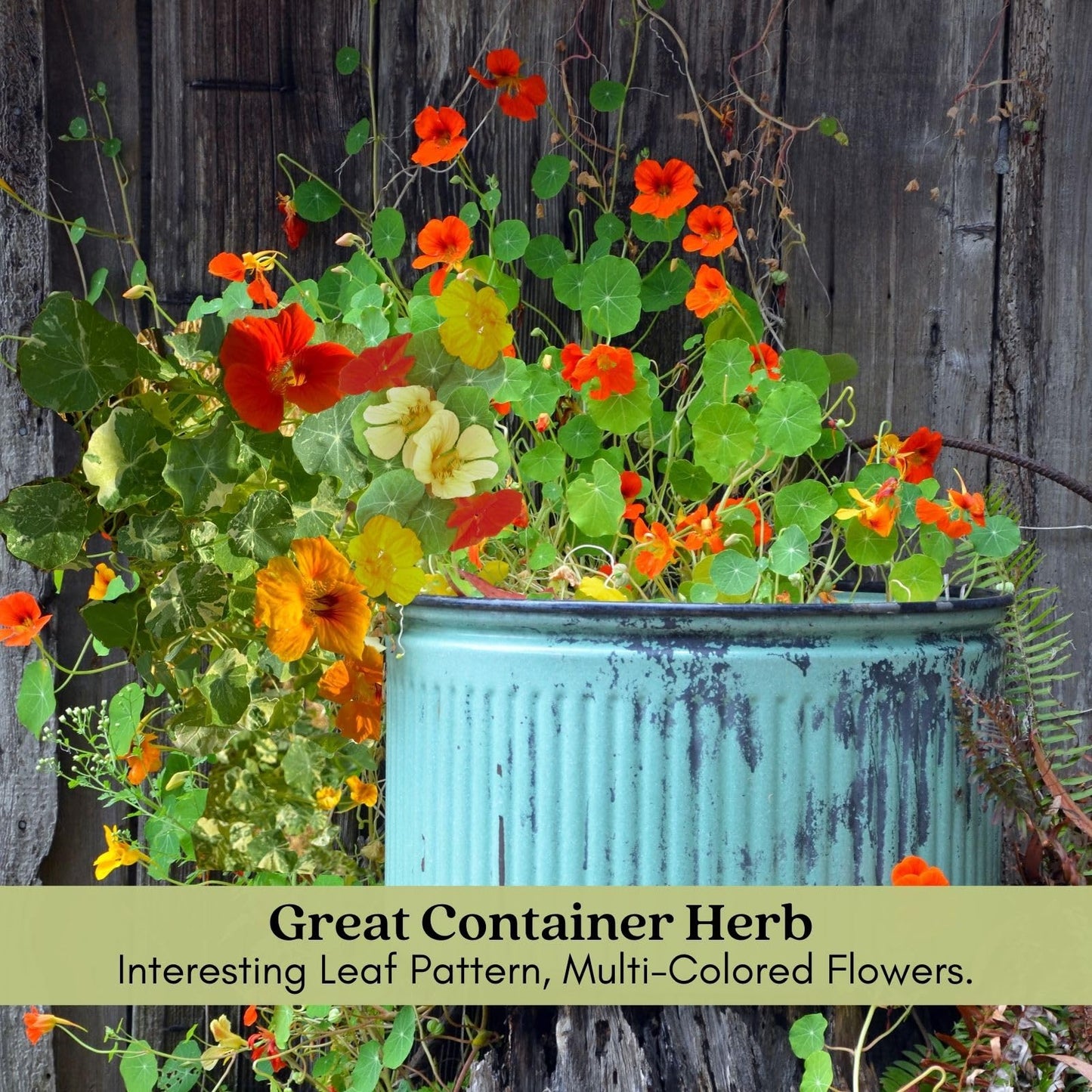Clovers Garden Variegated Nasturtium (Alaska) Plants – Two (2) Live Plants – Non-GMO - Not Seeds - Each 4" to 8" Tall – in 4" Inch Pots – Deliciously Edible, Trap Plant for Veggie Gardens