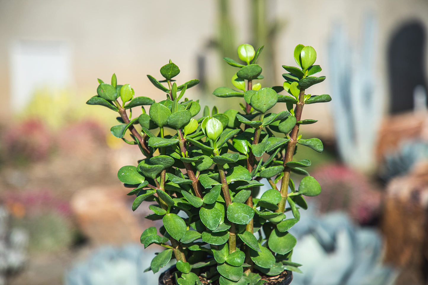 Succulents Plants Live Indoor Plants, Portulacaria Mammoth Live Houseplants, Live Succulents Live Plants Indoor Succulent Plants, Indoor Plant Real Succulents Plants House Plants by Plants for Pets