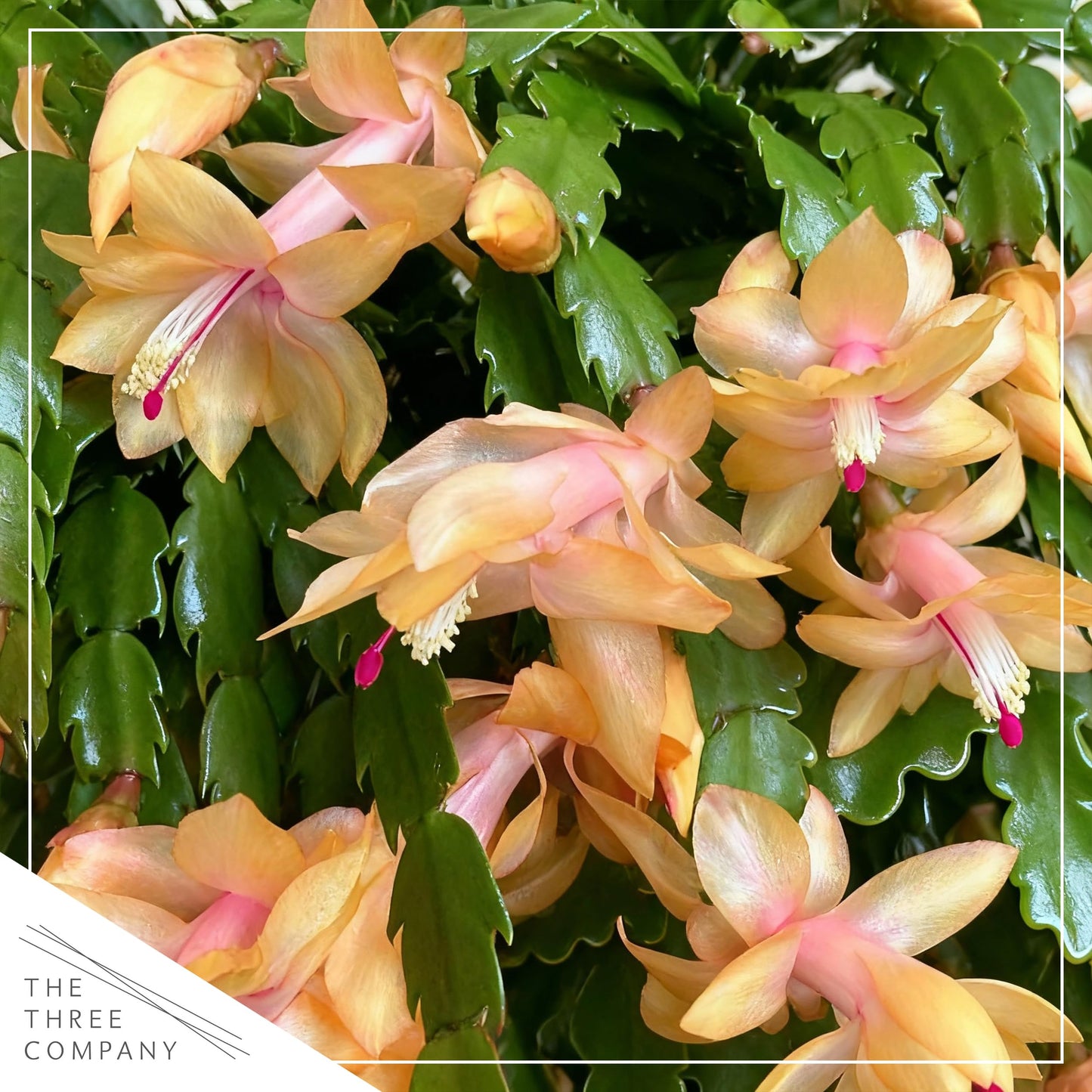 Live Flowering Zygocactus - Yellow-Orange, 2 Pack- Thanksgiving/Christmas Cactus - Seasonal Bloomer, Currently Out of Bloom - 5” Tall by 5” Wide in Deco Cover