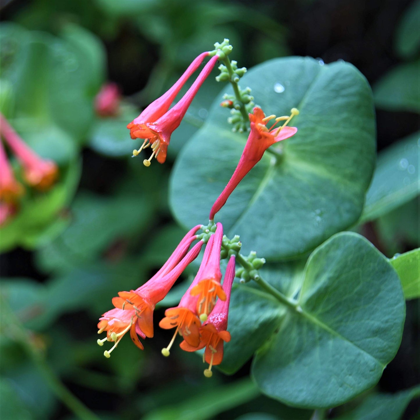 Easy to Grow Honeysuckle 'Dropmore Scarlet' - Live Potted Garden Plant, Fragrant Red & Orange Flowering Blooms