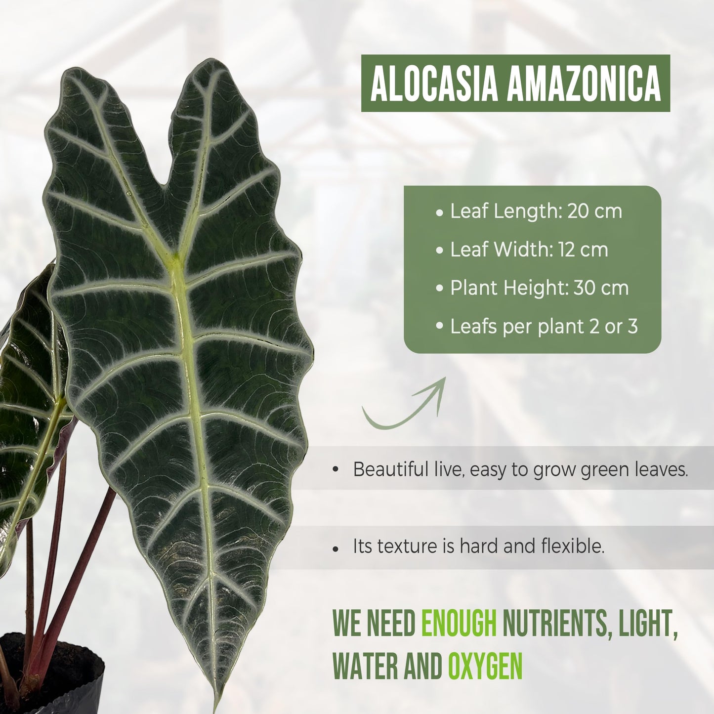 LEAL PLANTS ECUADOR Alocasia Amazonica| Elephant Ear Plant| African Mask Live Green House Plant