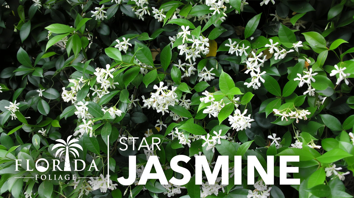 Star Confederate Jasmine | 1 Large Trade Gallon Size Plant | Trachelospermum jasminoides | Flowering Vine Plants | Evergreen Ground Cover for Landscaping
