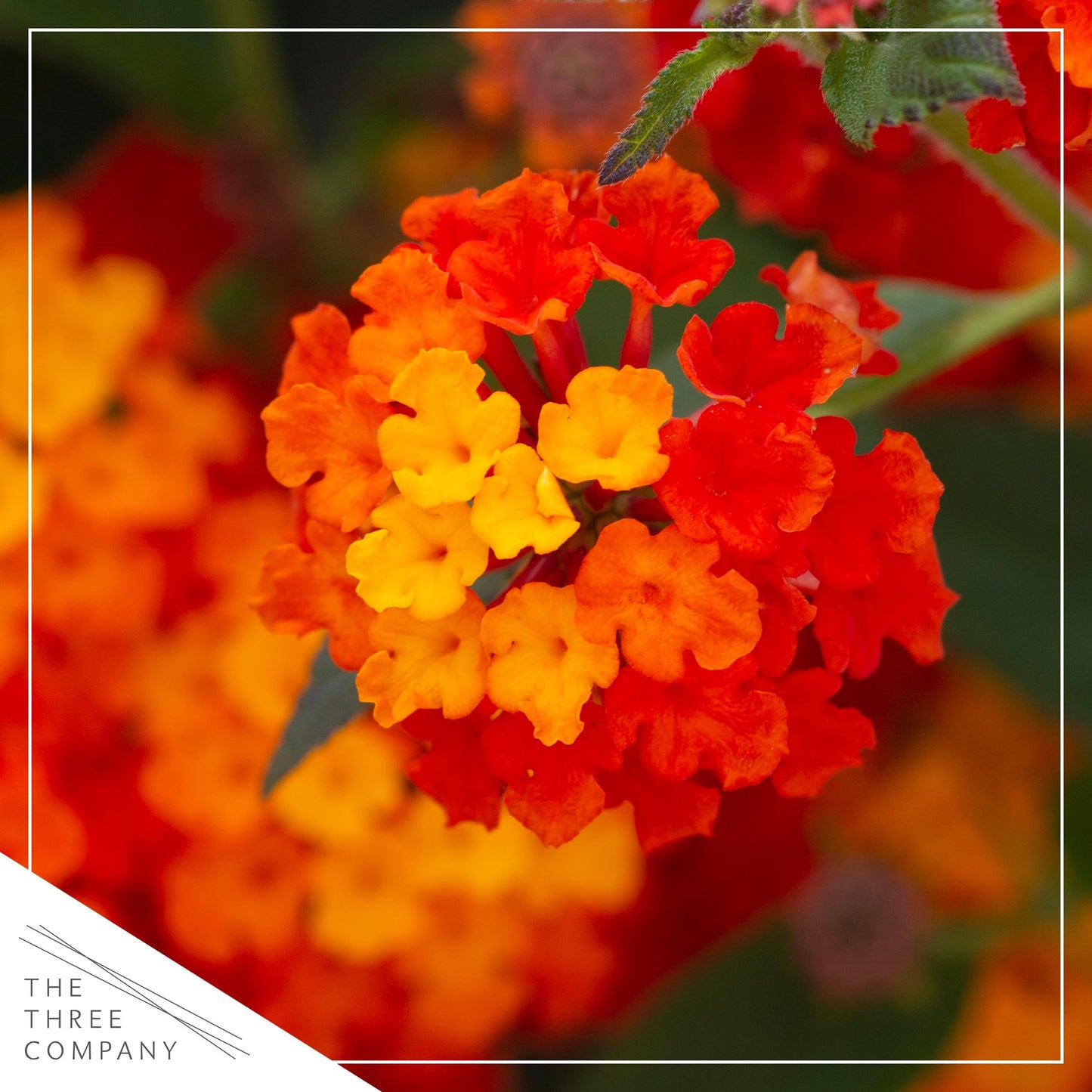 Live Flowering Lantana - Havana Red Sky (2 Plants Per Pack), Healthy Blooming Pollinator, 8" Tall by 5" Wide in 1 Qt Pot