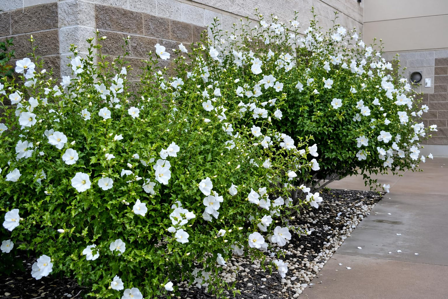 5 White Diana Rose of Sharon Hibiscus (Althea) Shrubs - 10-18" Tall Live Plants - Flowering Bush/Tree Seedlings - Hibiscus syriacus 'Diana' - (Pack of 5)