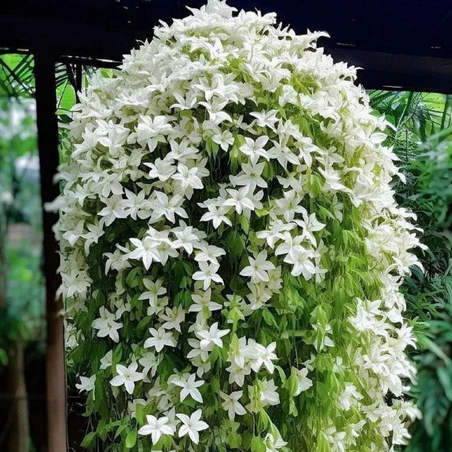 400+ Climbing Weeping Jasmine Flower Seeds for Planting Fragrant Plant Seeds Four Seasons Garden Home Jasmine Garden Balcony Climbing Flower