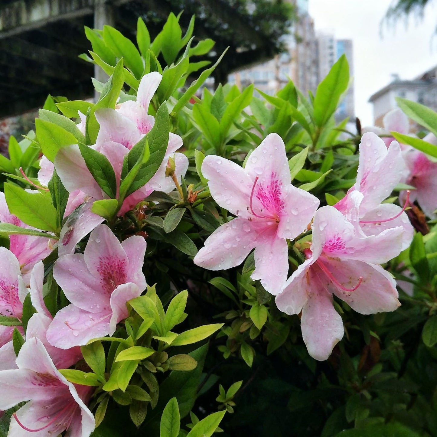 30 Azalea Flower Seeds for Planting, Mixed Color Rhododendron Seed, Perennial Flower Plants, Non-GMO Azalea Flower Seeds for Garden Home Heirloom Plant