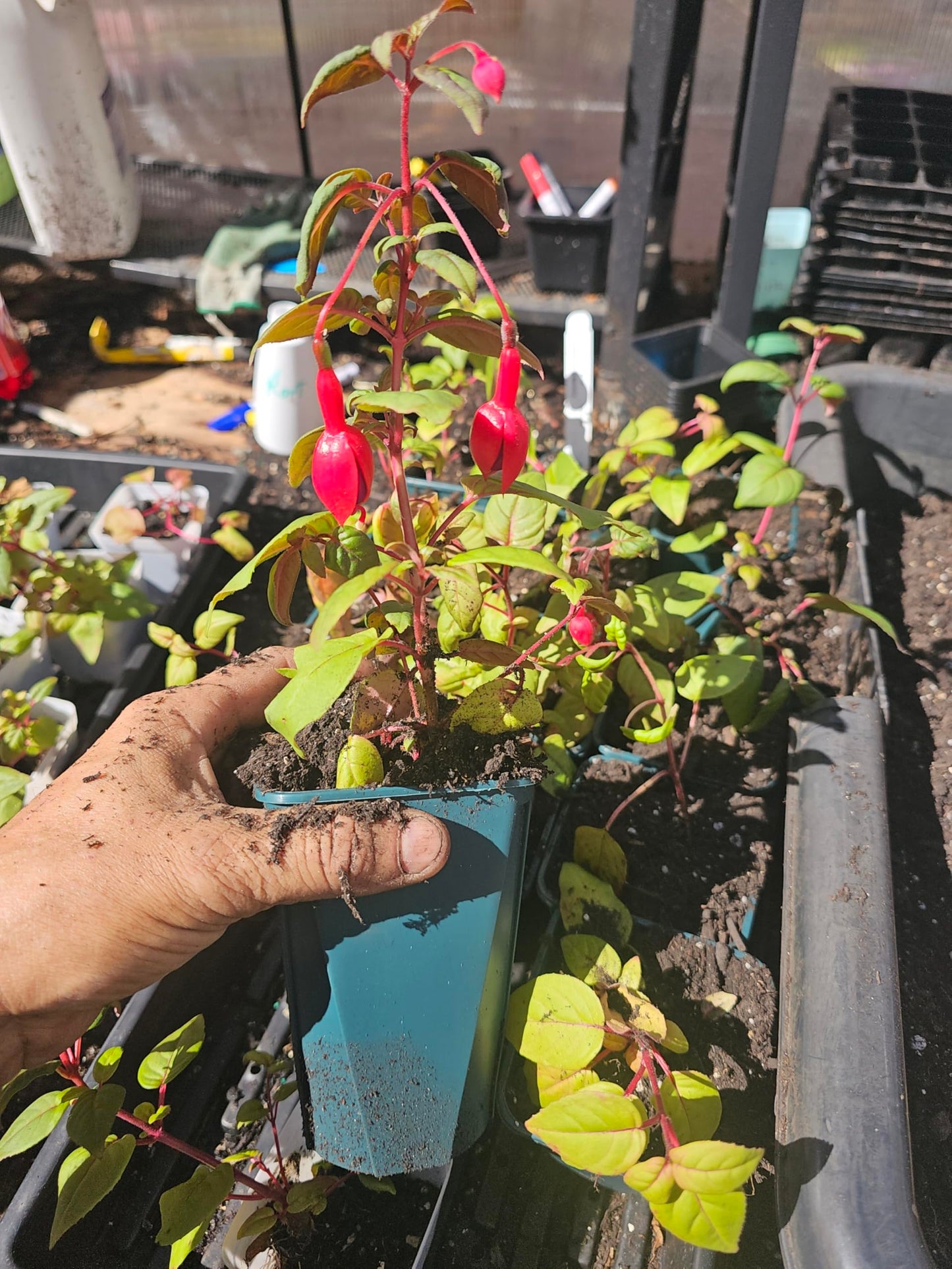 one Large 1 Foot (10-14" Tall) Live Southgate Fuchsia Fuschia Plant (White/Pink) Bush Shrub Butterfly Hummingbird Attraction pollinator in a 5" Pot, Well Rooted Flowers semi-Shade