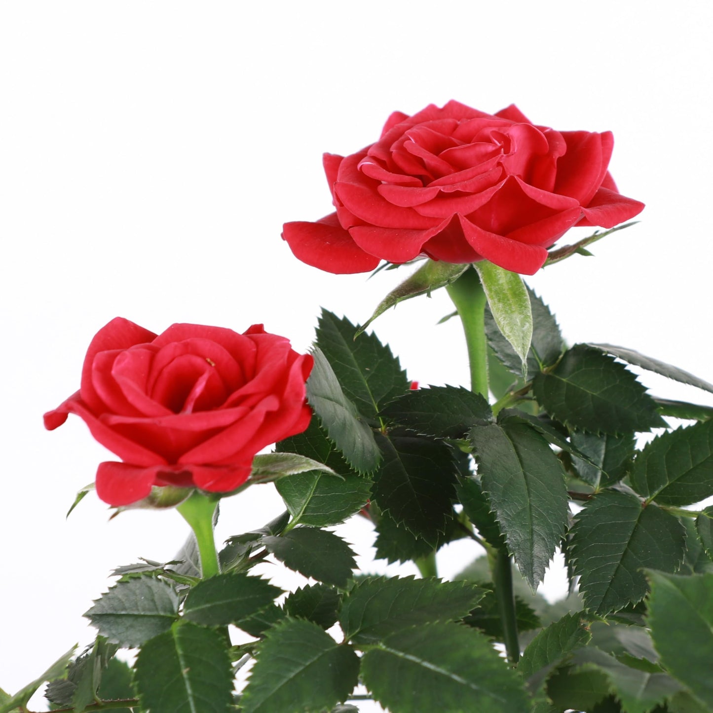 Thorsen's Greenhouse Mini Rose Bush, Spring Blooming Live Plant, Suprise Bloom Color, 4" Diameter Plant (Nursery Pot)