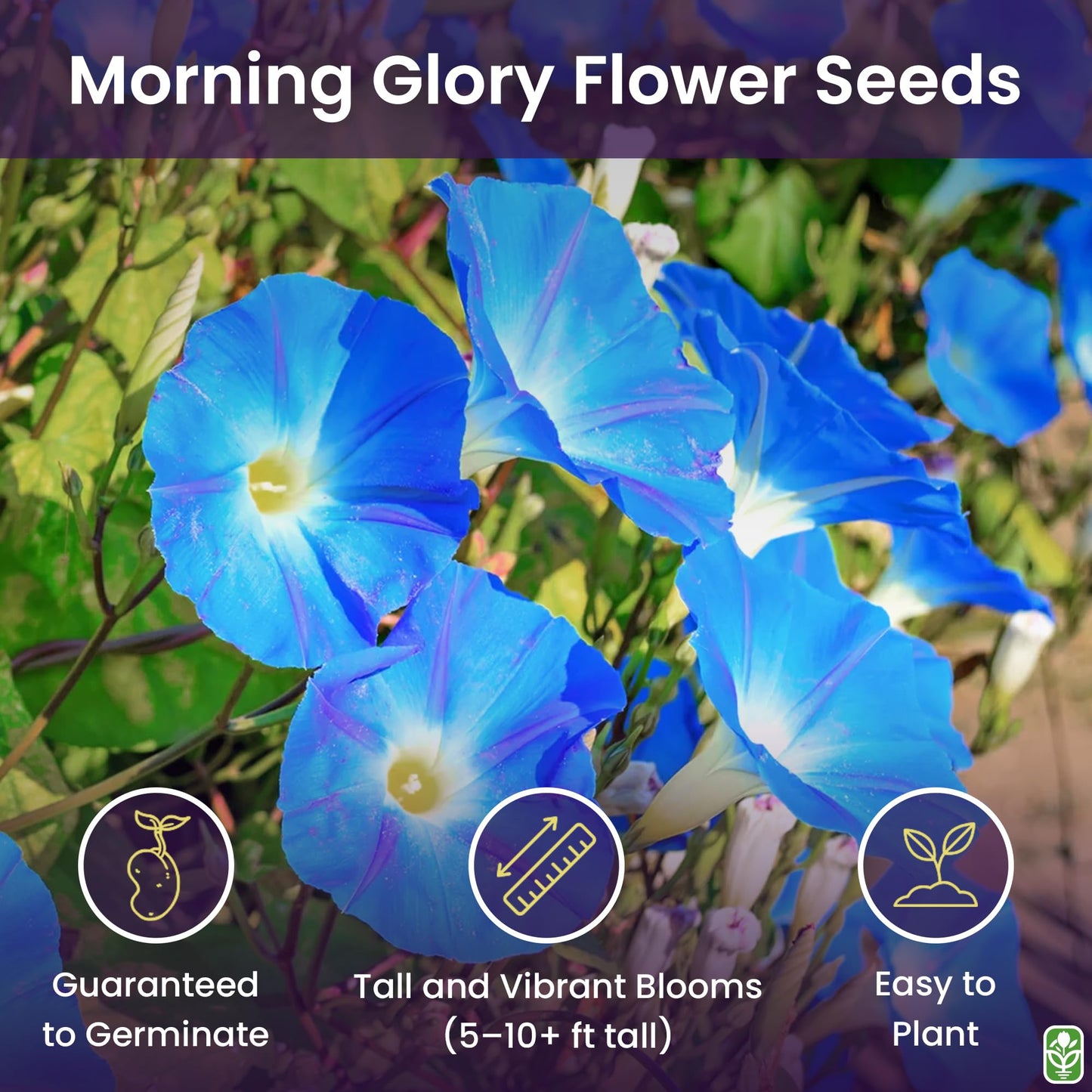 Morning Glory Seeds for Planting - 250 Fresh Seeds - Heavenly Blue Climbing Vine Flower Seed - Attracts Butterflies & Hummingbirds - Fast Growing Ivy - Grown in The USA
