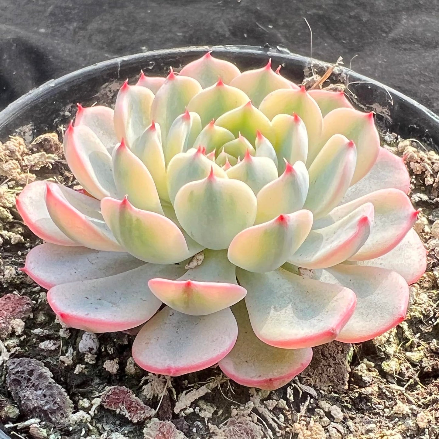 Echeveria Minima Rare Live Succulent Plants, Variegated 1 Head Pot Size 2.5" Orange Live Plant, Excludes Pot & Soil, Garden Indoor Office Desk, Party Baby Shower Decor, Gift for Plant Enthusiasts