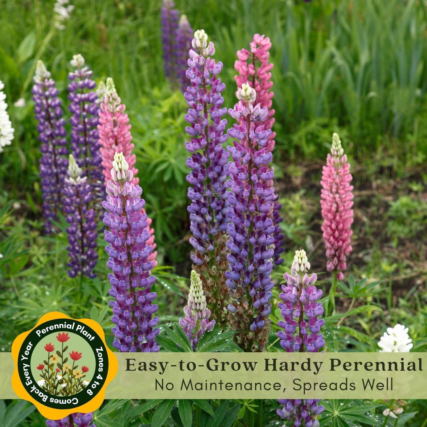 Clovers Garden Lupine Gallery Mix (Lupinus) Plants – Two (2) Live Plants – Non-GMO - Not Seeds - Each 4" to 8" Tall – in 4" Inch Pots – Perennial Flower