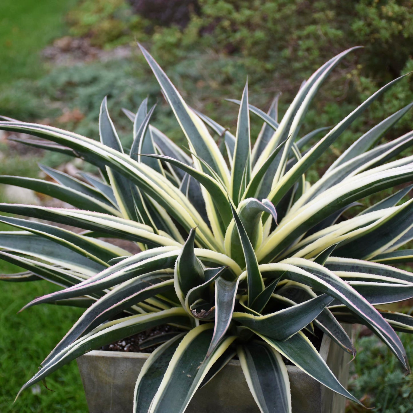 Snow Leopard Mangave, Live Plant in 3" Grower Pot, Easy Care, Houseplant.