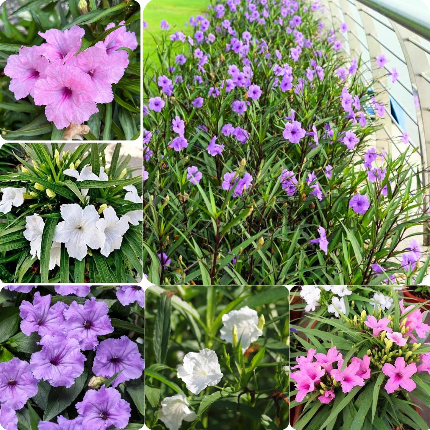 3 Mix Mexican Petunia Live Plants, Pink Petunia Flowers Seedlings, Petunias Live Plants, 4-8" Tall