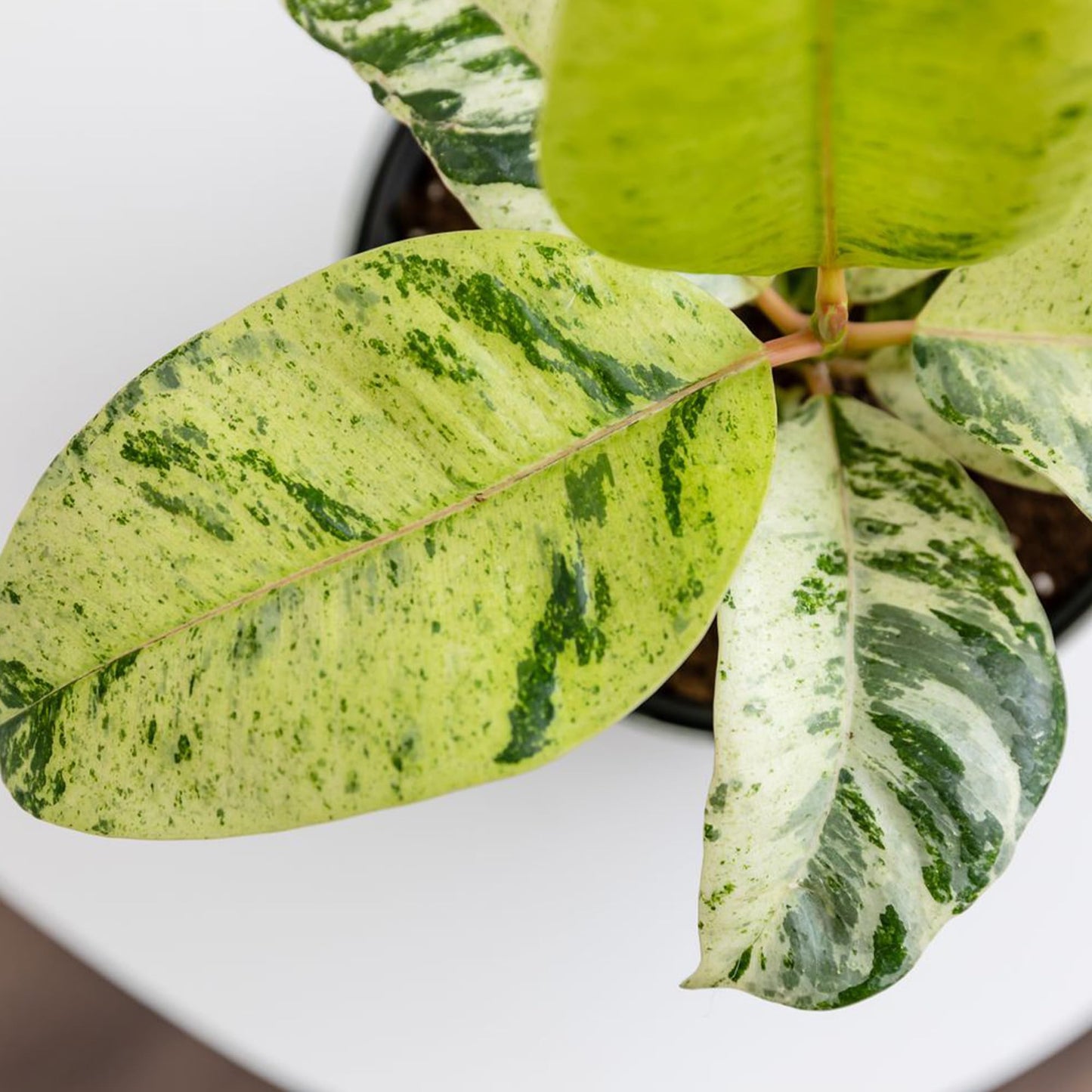 Ficus Shivereana 'Moonshine', Rare Rubber Trees, Unique Live Houseplant Decor in 6" White Pot, Easy Gift, Variegated Live Ficus Houseplants, Office & Decorative Plants by Plants for Pets
