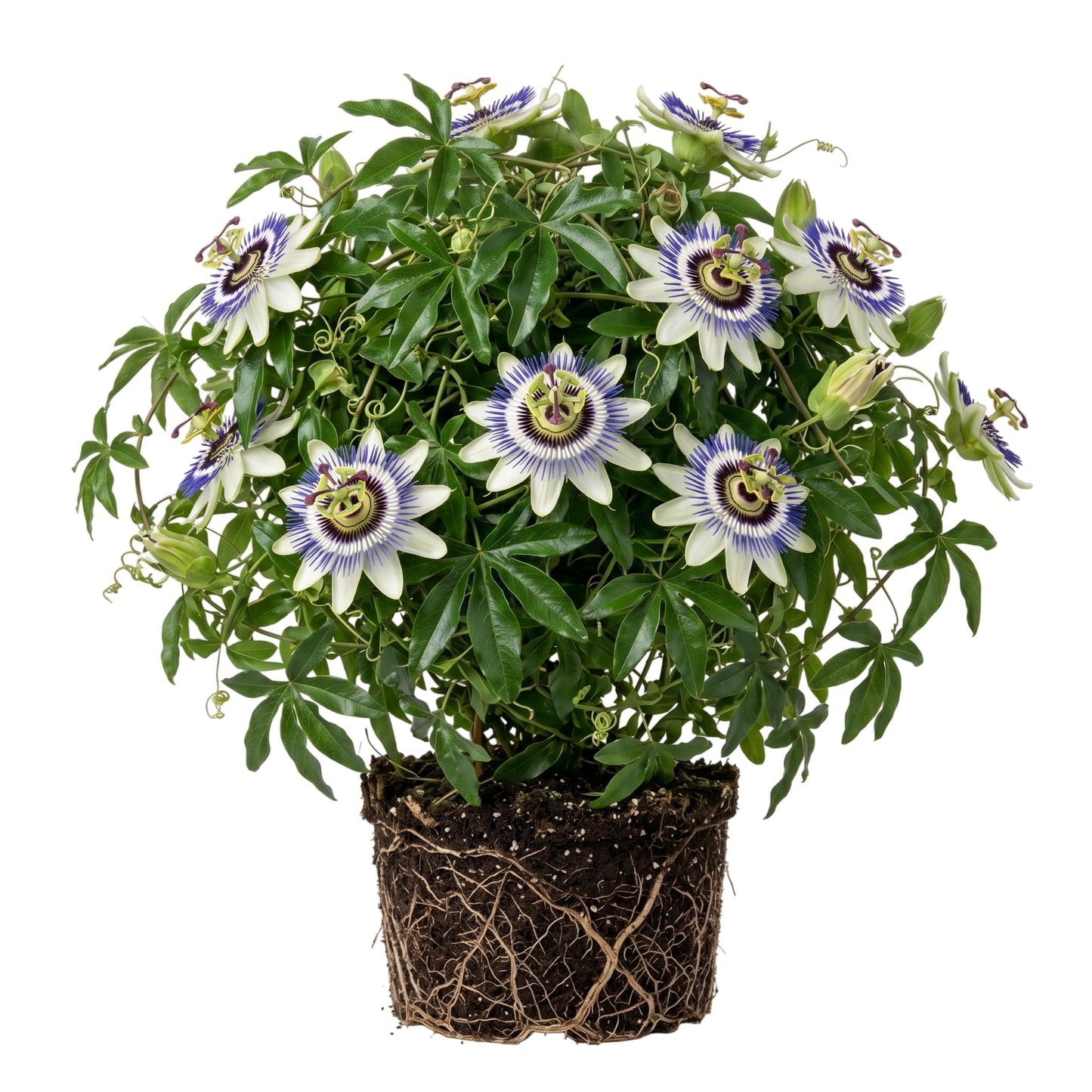 Blue Passiflora Live Plant, Blue Passion Flower Vines Perennial Passionflower Vine Plant, Orange Passion Fruit Plant 4-7 Inch Tall
