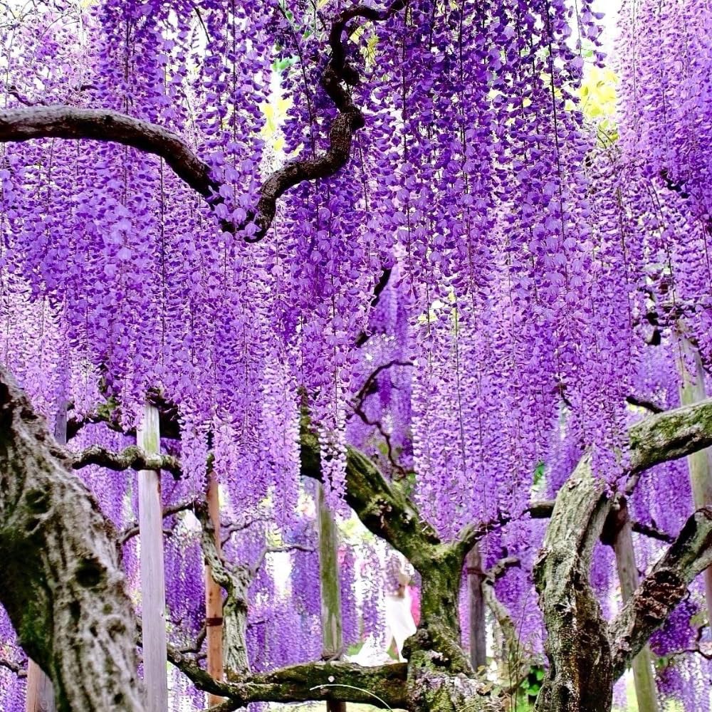 Purple Wisteria Live Plant, 6-12" Tall, Wisteria Vine in 2.5" Pot, Fragrant Flowering Climbing Plant for Outdoor Garden and Trellis