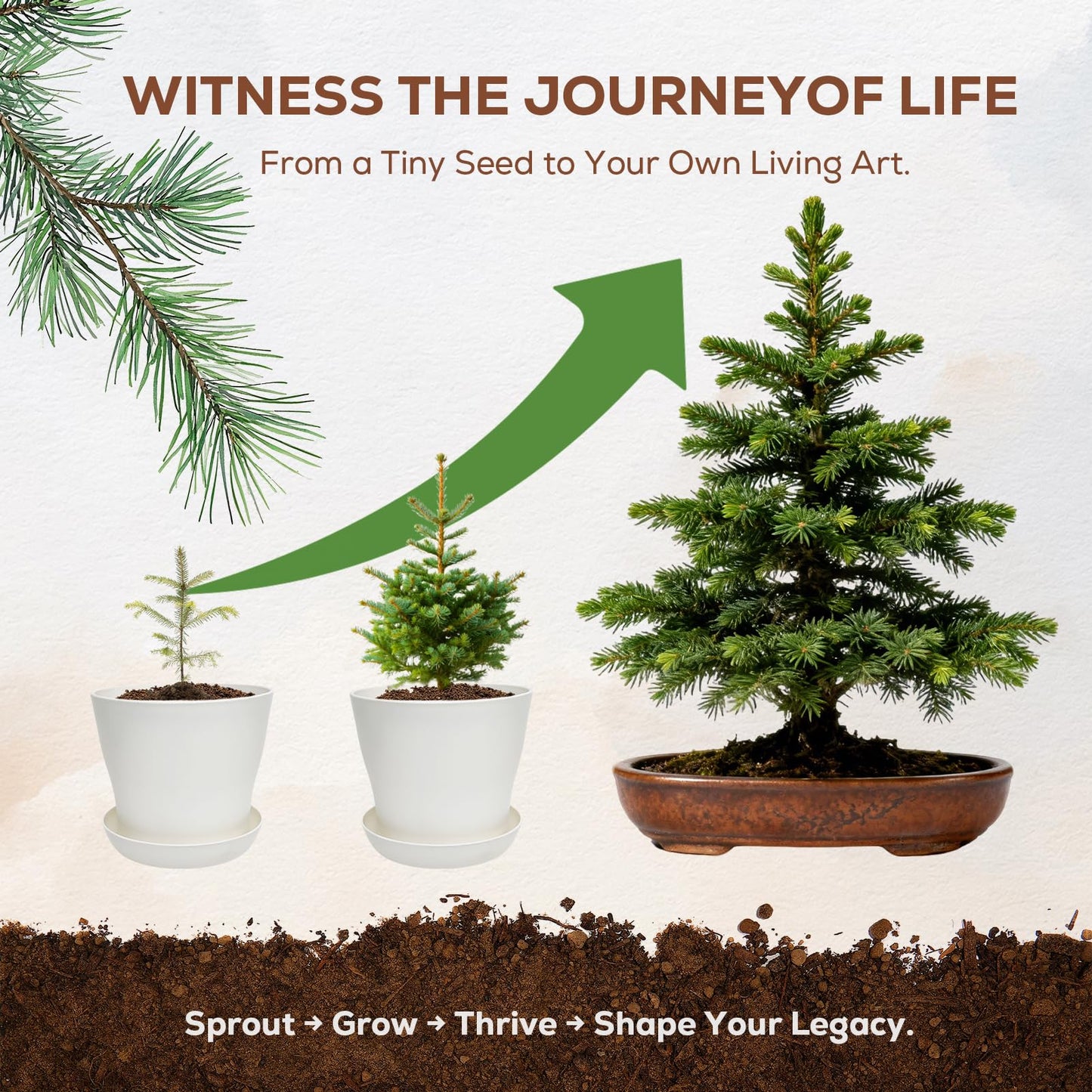 Jacaranda Bonsai Starter Kit – Complete DIY Indoor Growing Kit with Tools, Planter & Guide | Unique Gardening Gifts for Beginners, Women, Men, Mom & Dad | Live Plant Craft Hobby Set