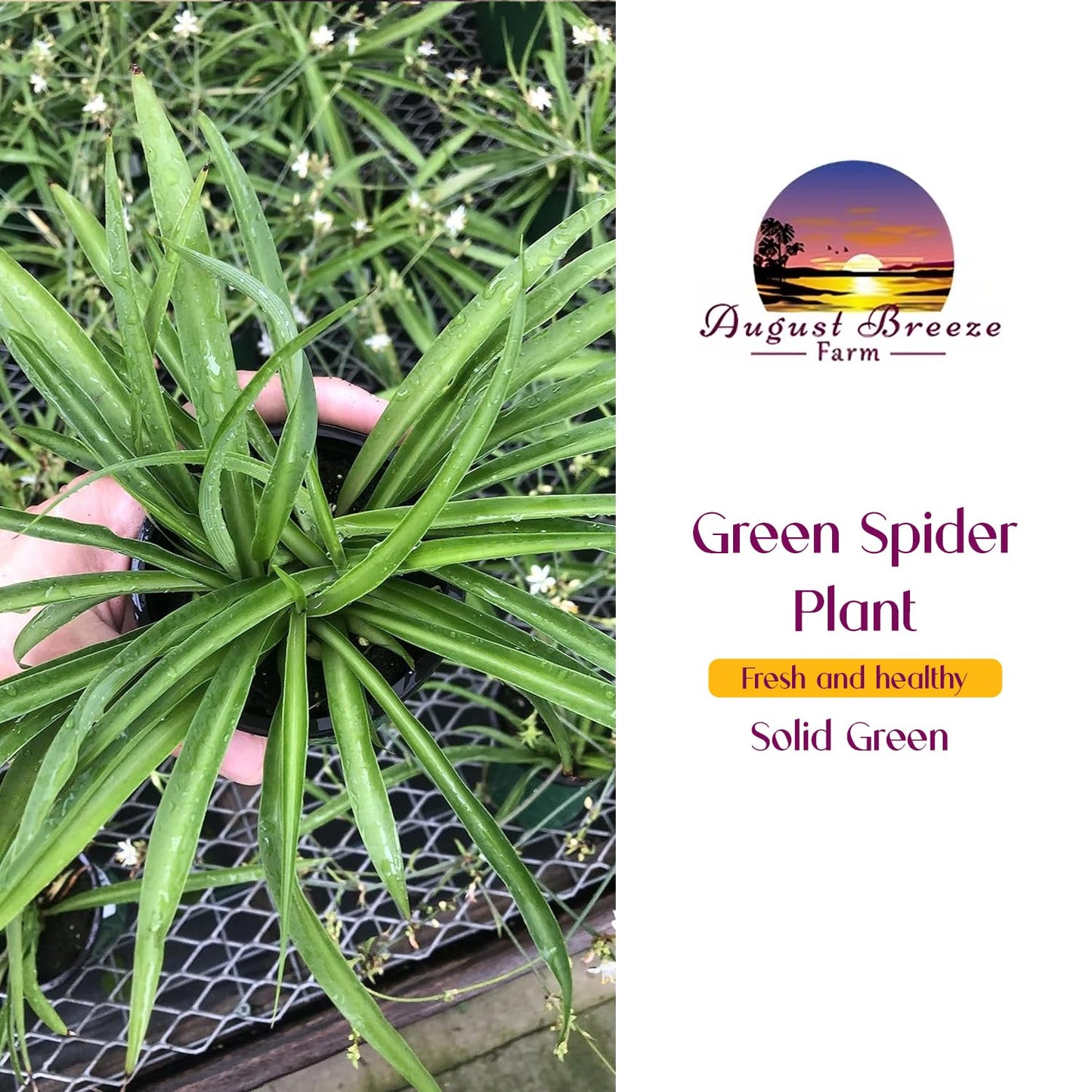 Solid Green Spider Plant Large Size - Low Maintenance, Air-Purifying, Thrives in Home & Office - Perfect for Plant Enthusiasts - Live Houseplant in Potting Soil (1)