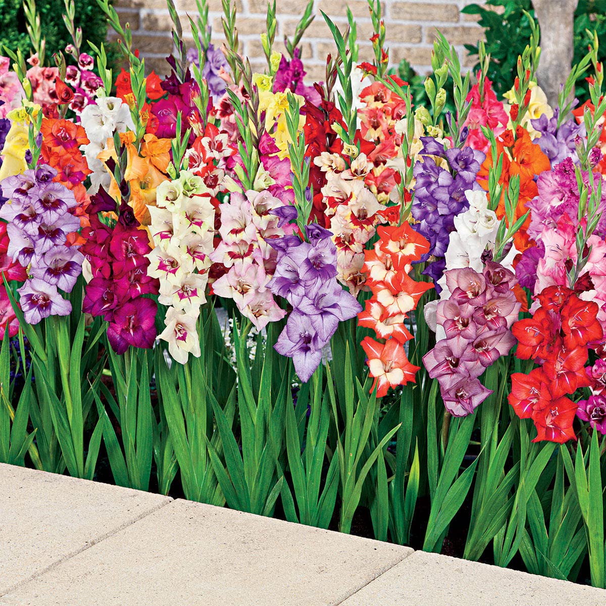 BRECK'S - Glamini® Gladiolus Summer Flowering Bulb Mixture - Grows just 20" Tall with Full-Size Flowers - 15 Bulbs Measuring 8 to 10 cm in Diameter per Offer