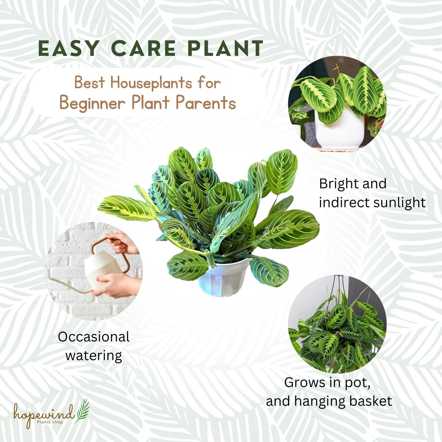 Live Plant, Lemon Lime Maranta Prayer Plant, Pet Friendly, Air Purifying Plant, Easy Care, Easy to Grow Live Indoor Plant, Houseplant, Rare Indoor Plant, Home Décor 4 inch Pot by Hopewind Plants Shop