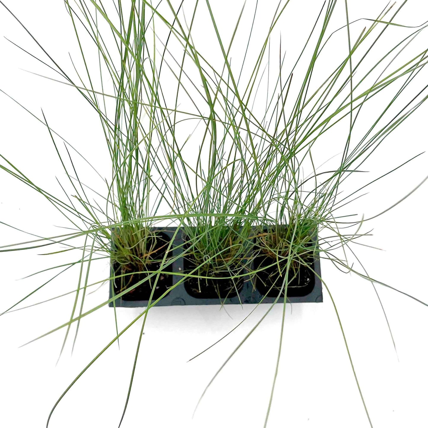 3 Pink Muhly Grass – Ornamental Perennial Grass with Cotton-Candy Pink Plumes for Borders & Mass Planting (Muhlenbergia capillaris) in 2.5″ Cubes, Live Plants