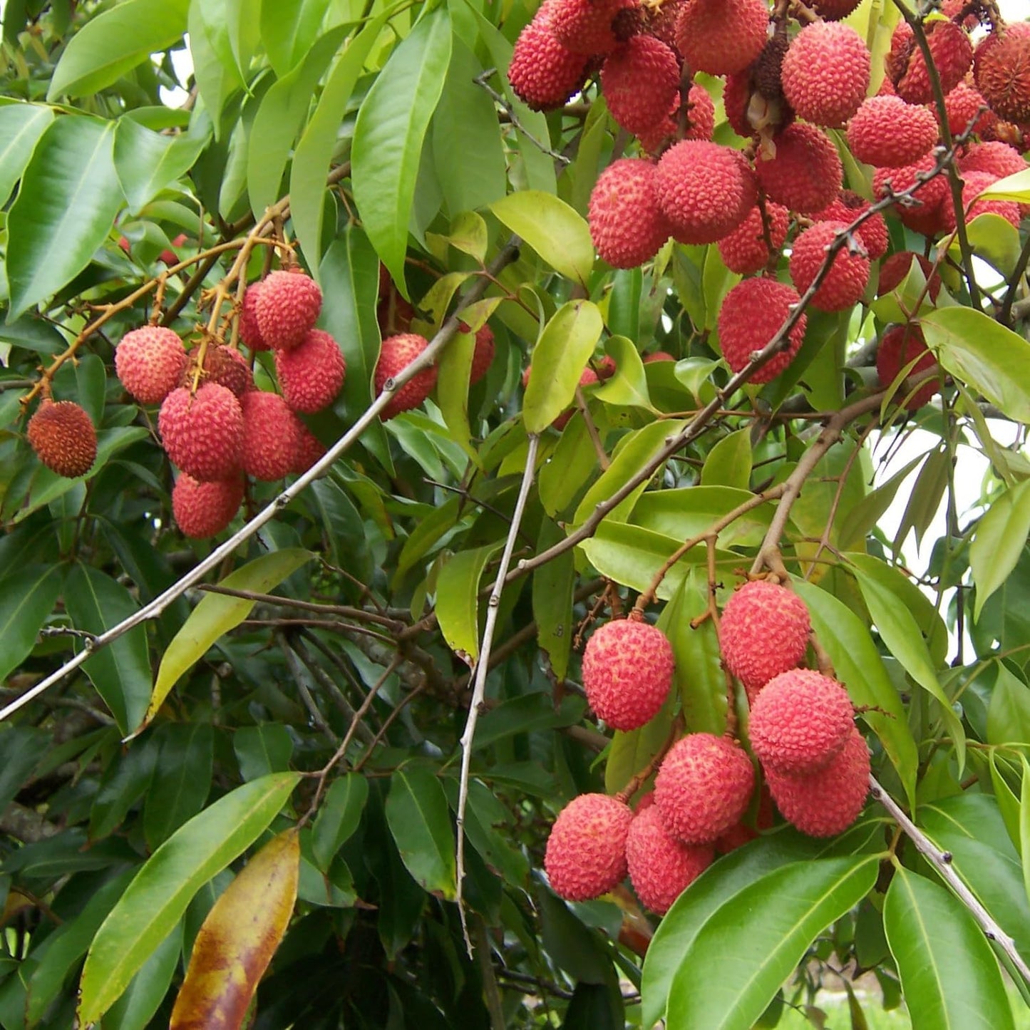 Sweet Lychee Plant Live, Lychee Fruit Tree 3 Feet Tall in 3 Gal Pot, Hardy Plant for Outdoor Garden, No Ship to CA