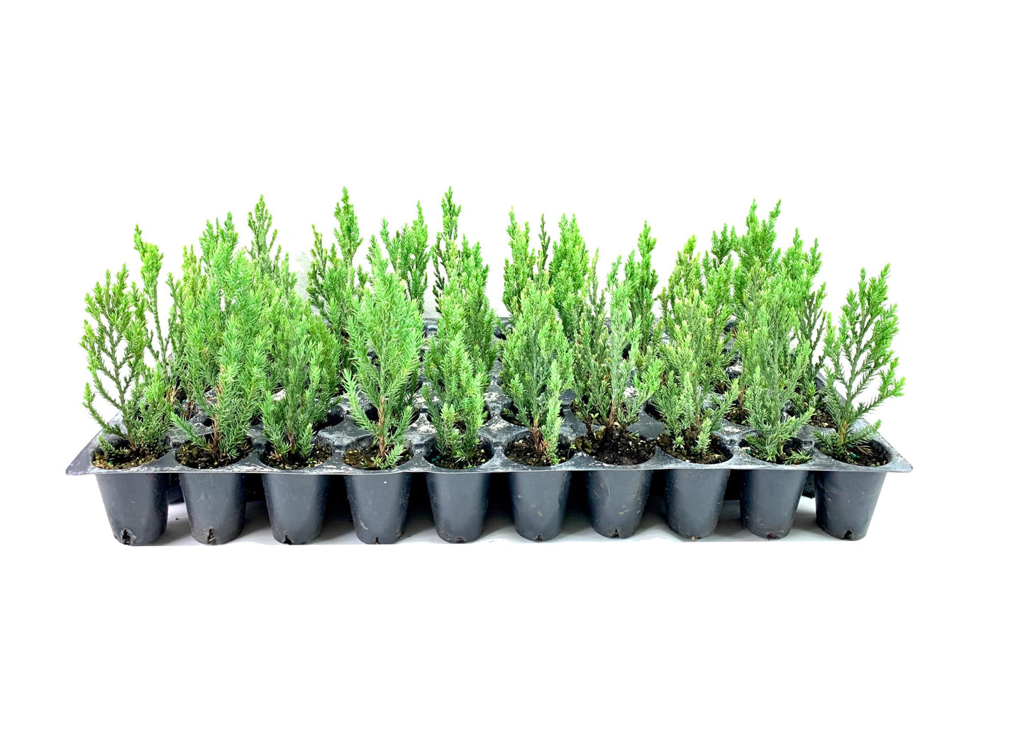 Blue Point Juniper | 50 Live Plants | Juniperus Chinensis | Drought Tolerant, Evergreen Landscape, Low Maintenance, Privacy Screen, Fast Growing, Outdoor Shrub, Year-Round Interest