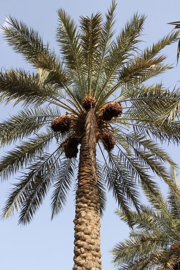 10 Medjool Date Palm SEEDS, Pits, Phoenix dactylifera Large Fruit Mejhool Dates