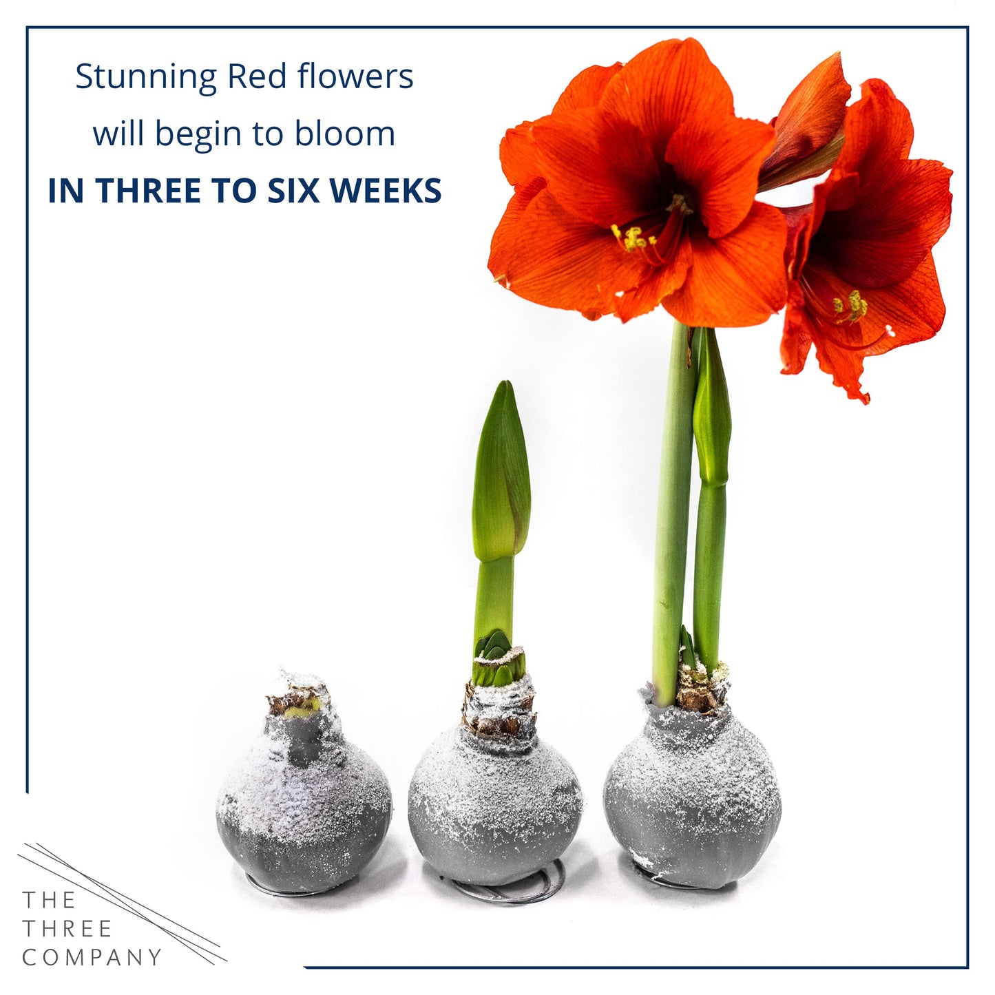 Snow Flecked Waxed Amaryllis Bulb – Silver Wax with Red Blooms – Live Holiday Gift Plant, Easy Care, No Watering Needed