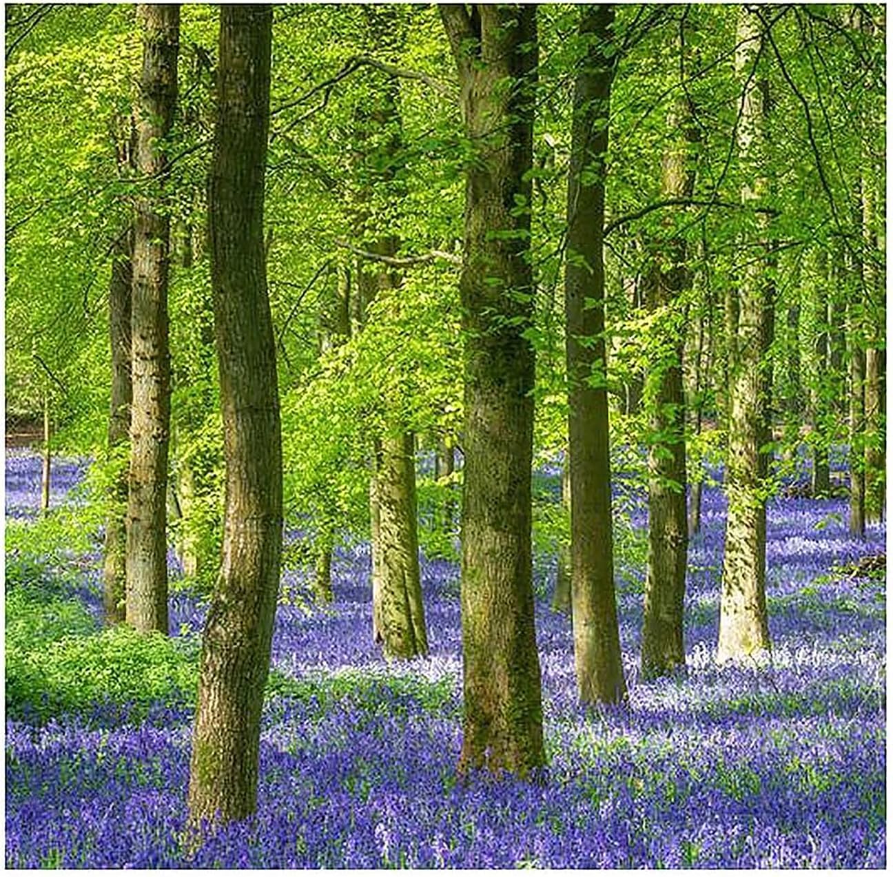 10 English Bluebell Bulbs - Hyacinthoides Non-scripta, Classic Woodland Spring Flowers, Ideal for Naturalizing and Shade Gardens, Woodland Planting. in England, These Make a Glorius Sight