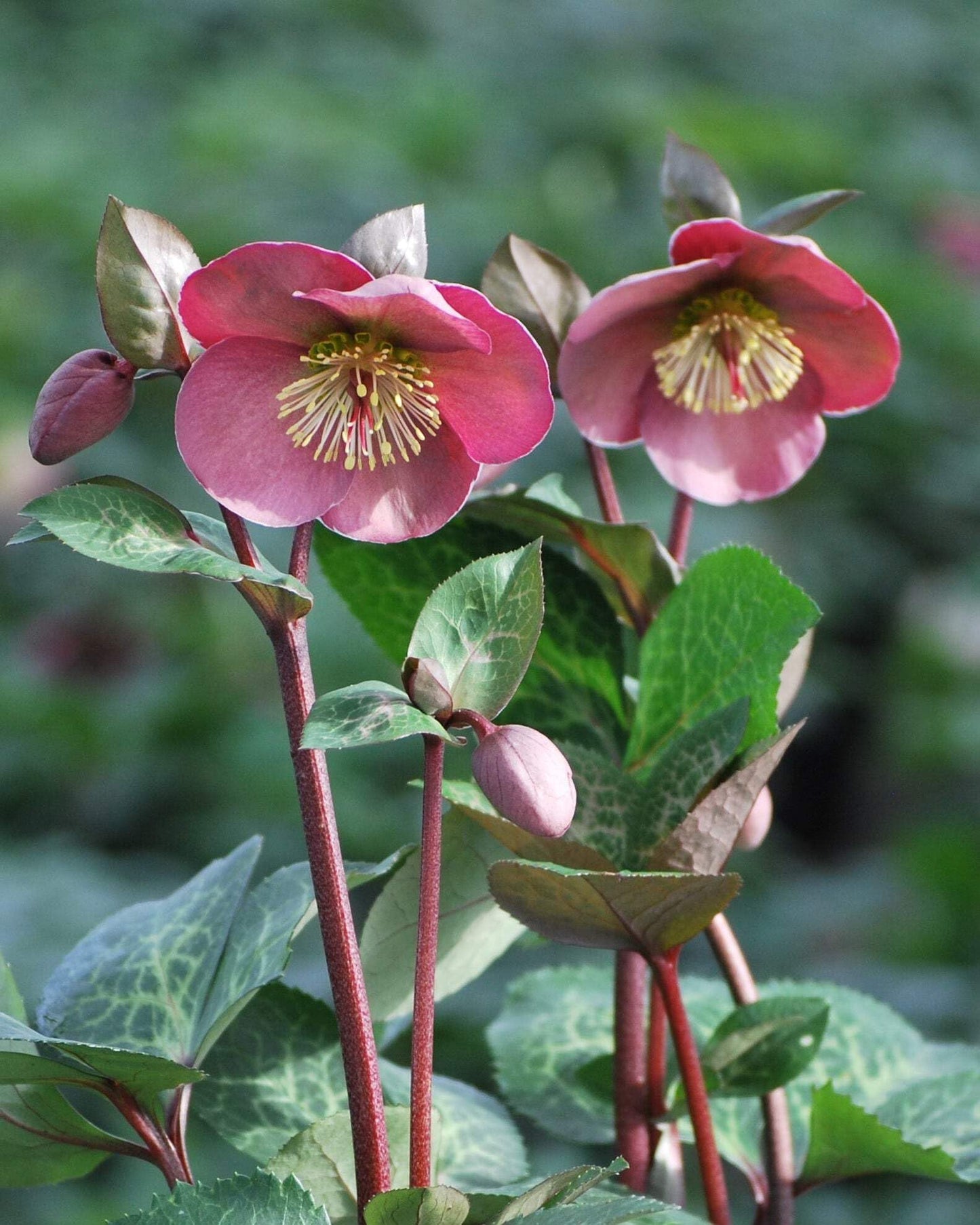 Perennial Farm Marketplace Helleborus Frostkiss® Penny’s Pink (Lenten Rose) Live Perennial, Size-#1 Container, Mauve Pink Late Winter to Spring Flowers with Marbled Evergreen Foliage