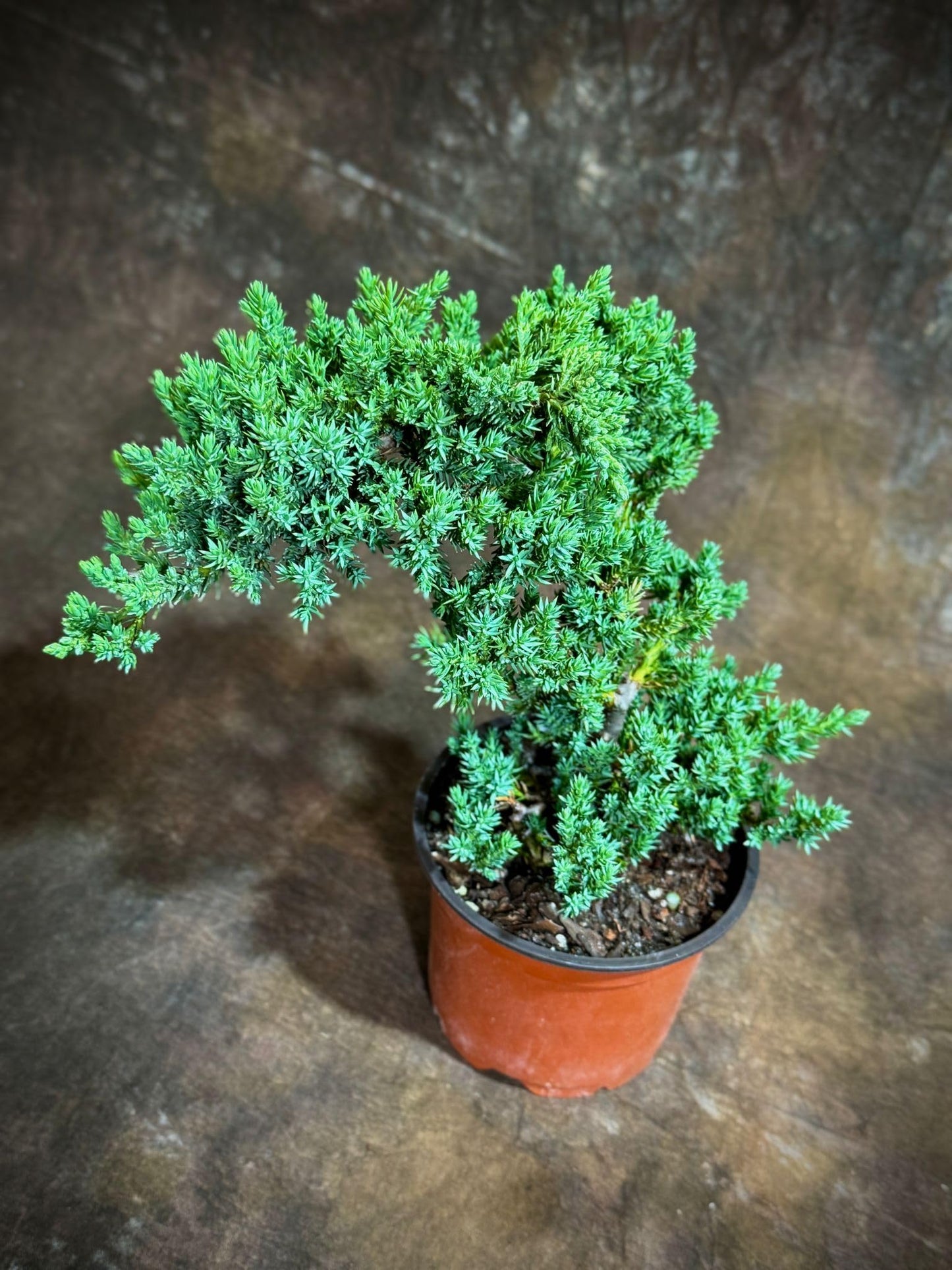 PLANTVERS Juniper Procumbens in a 4" Grow Pot – Live Bonsai Tree – Dwarf Japanese Garden Bonsai – Indoor/Outdoor Evergreen Plant – Easy Care Miniature Tree for Home or Office Décor