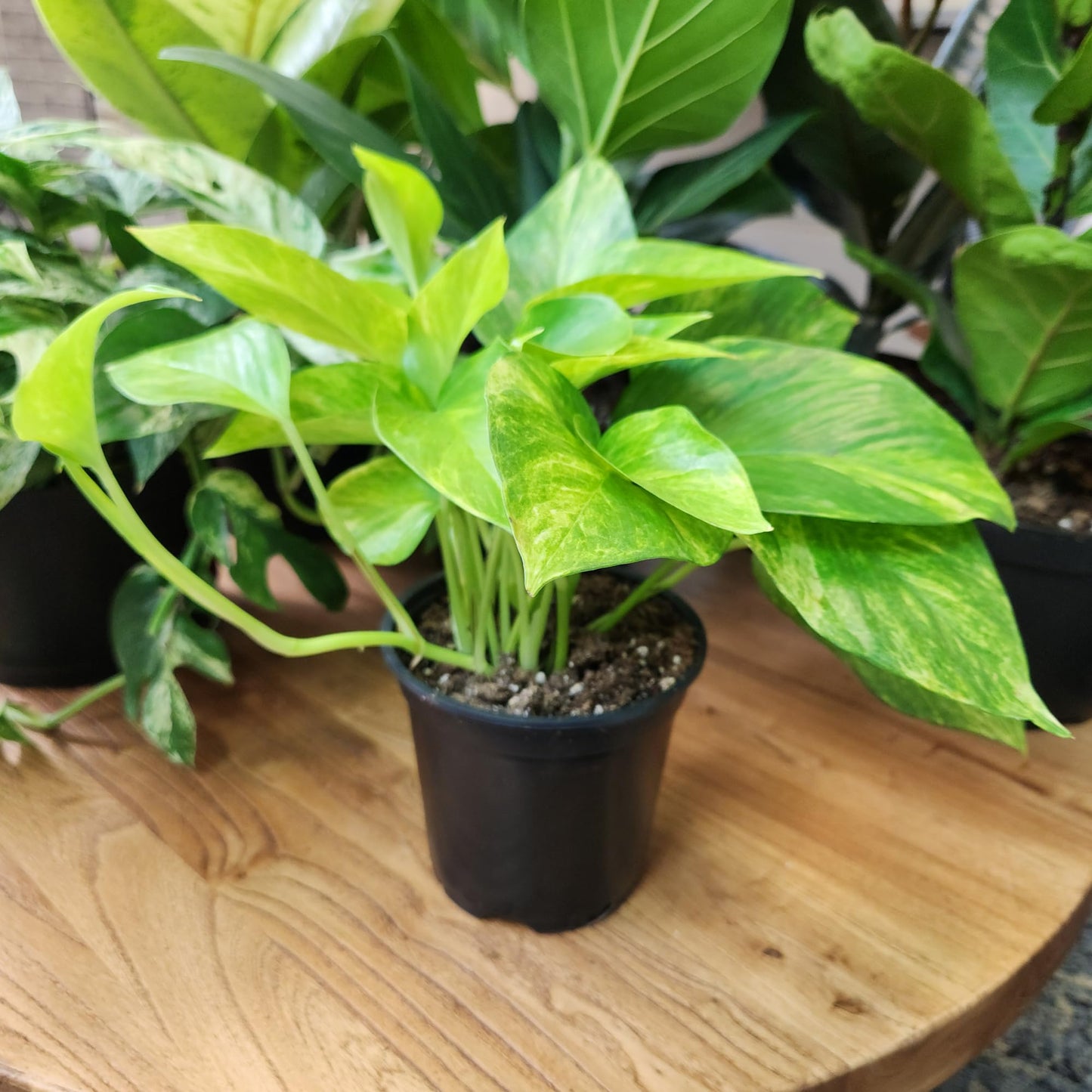 Live Pothos Plants (3PK) Indoor Plants Live Houseplants Mix Pack, Pothos Live Plant Box, Epipremnum Aureum, House Plants Indoors Live Plants, Real Plant Decor, Devils Ivy Vine by Plants for Pets