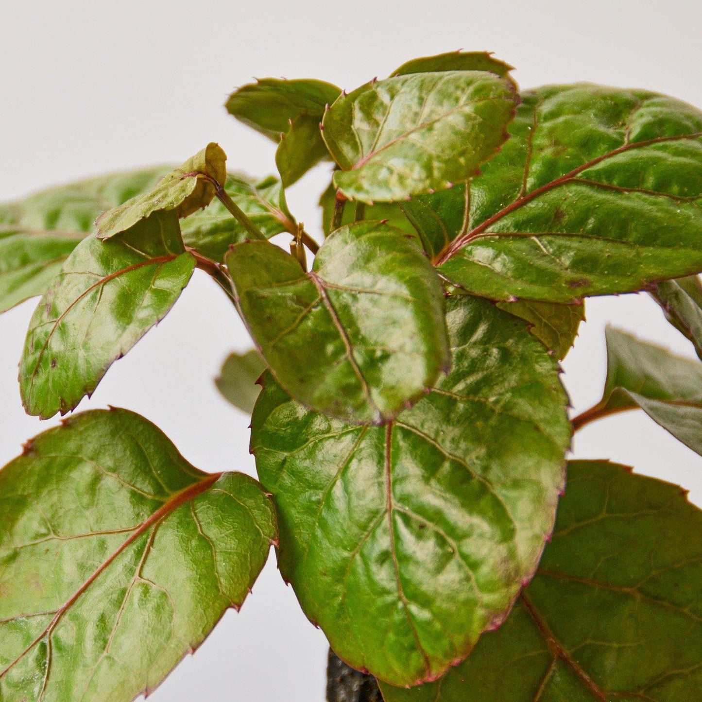 Aralia Fabian Stump 'Polyscias Scutellaria' | Live Plant for Indoor & Outdoor | for Living Room, Office, Bathroom | (6" Pot)