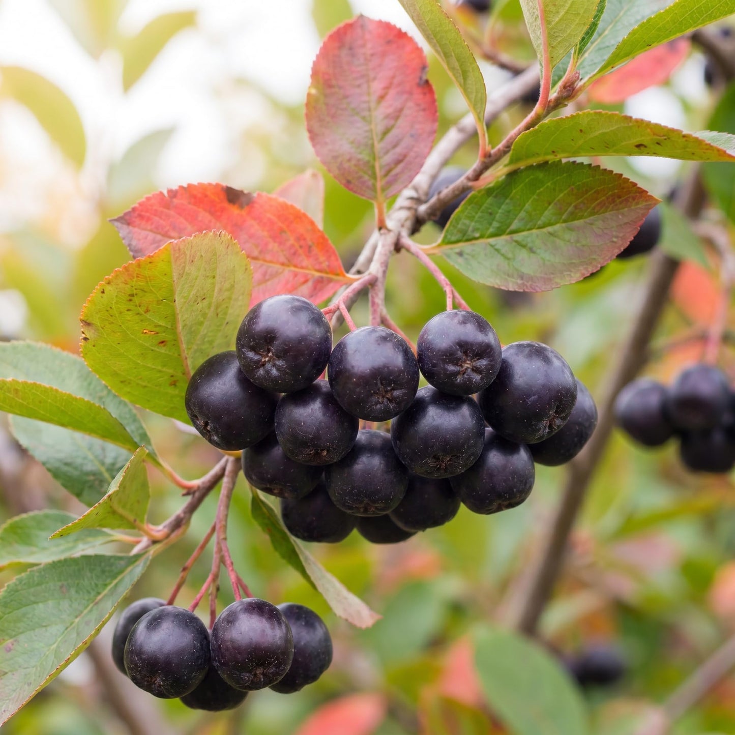 Black Chokeberry Tree, Hardy Aronia Fruit Tree 1.5-2 Feet Tall, Edible Berries, Landscaping and Garden Planting, Winter Dormant