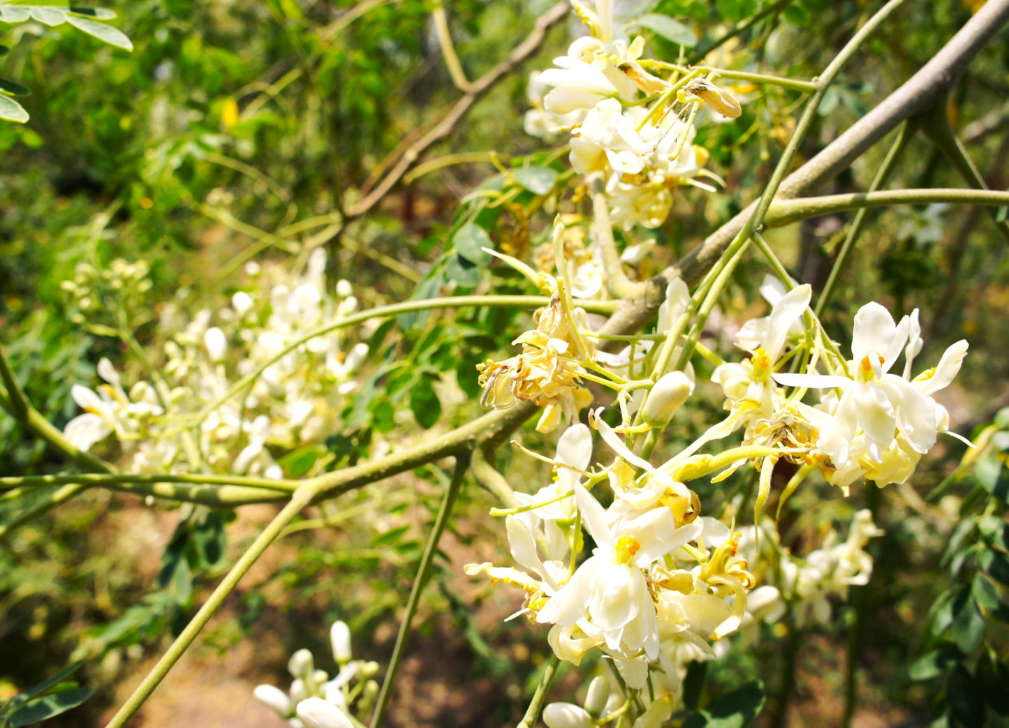 TomorrowSeeds - Moringa (Drumstrick Tree) Seeds - 30+ Count - For 2026 Planting Moringa Oleifera Drumstick Horseradish Edible Pods Flowers Malunggay Indian Perennial Tree Grow Your Own Home Farm Patio