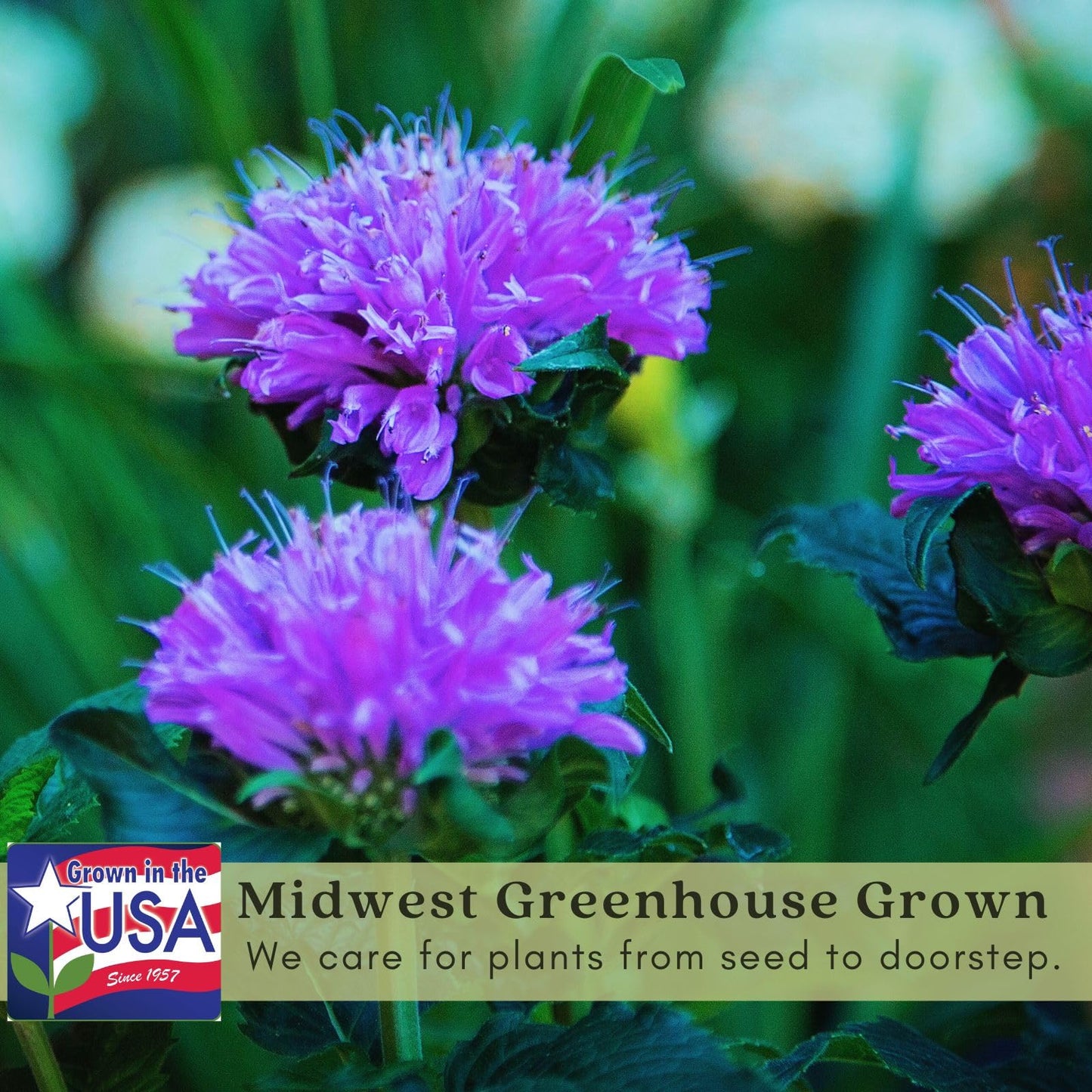 Clovers Garden Bee Balm Balmy Purple (Monarda) Plants – Two (2) Live Plants – Non-GMO - Not Seeds - Each 4" to 8" Tall – in 4" Inch Pots – Hardy Flowering Perennial, Pollinator Favorite