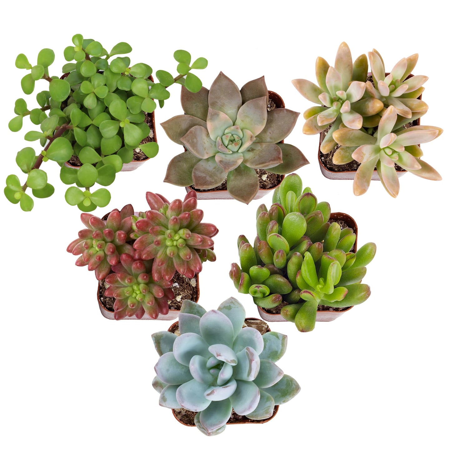 Altman Plants Specialty Live Succulent Plant (6 Pack), No Duplicates, Assorted Succulents Featuring Unique Colors & Shapes, 2 in Pots