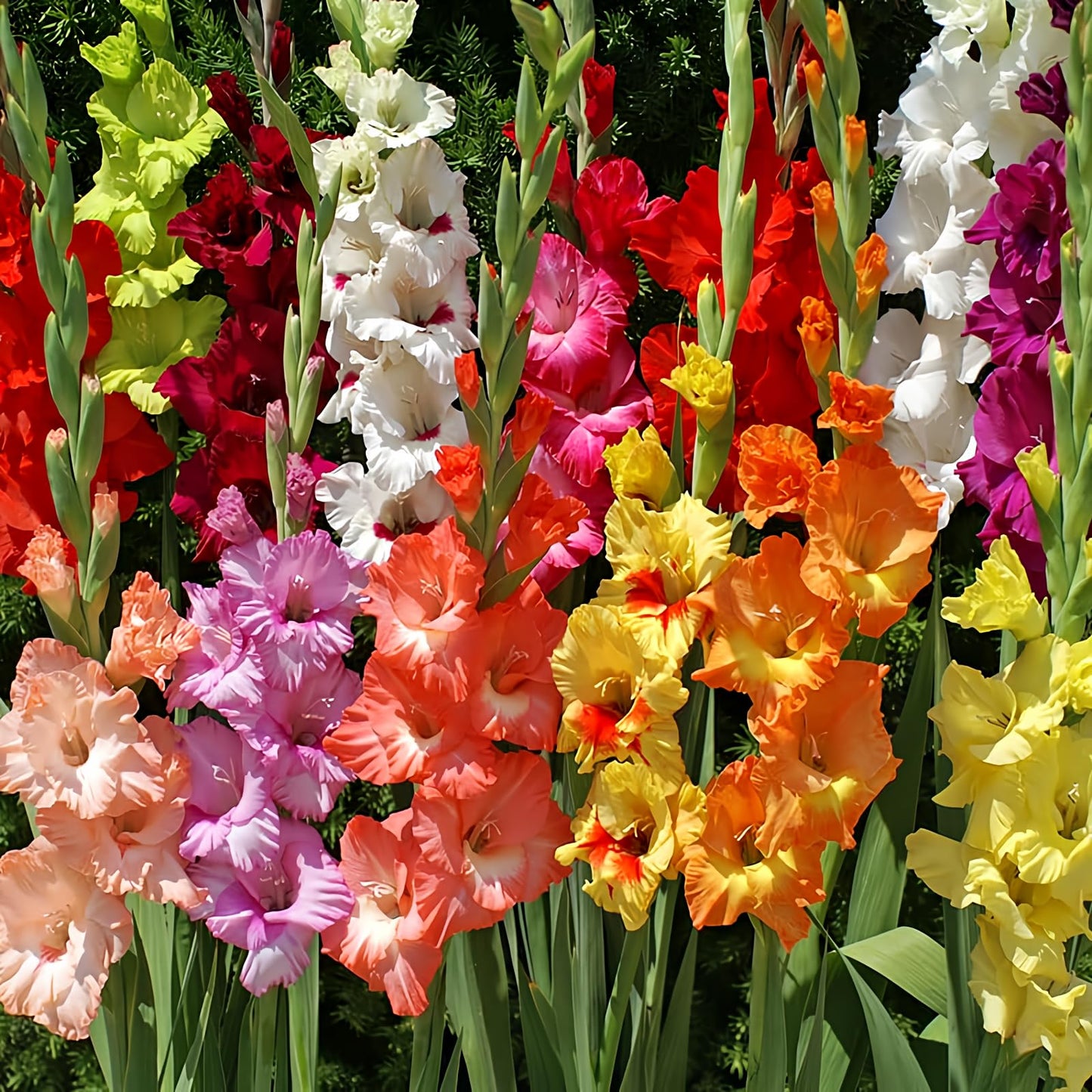 Mixed Gladiolus Flower Bulb Value Bag - 30 Bulbs Per Pack - Mixed Colors - Attracts Butterflies and Hummingbirds - Deer Resistant - Good as Cut Flowers - Perennializing