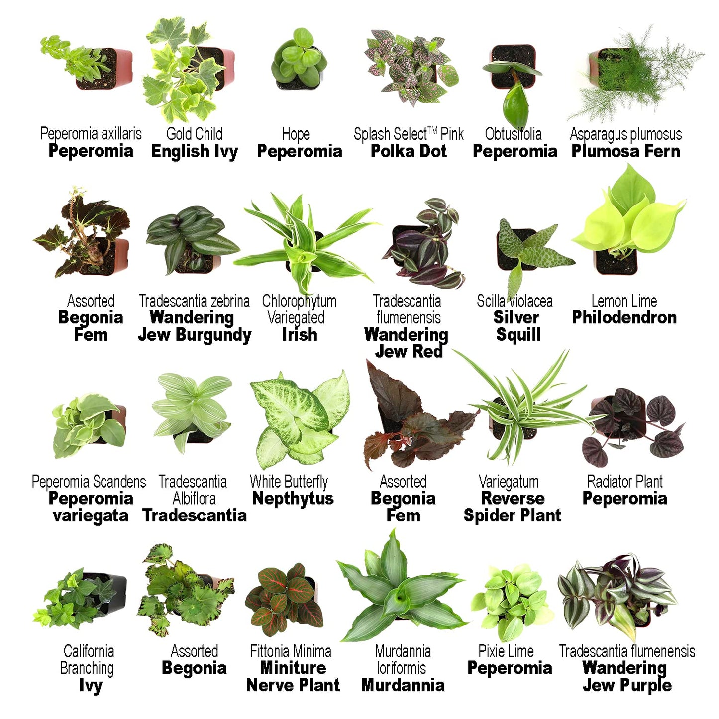 Altman Plants and Easy to Grow Live Indoor Houseplants Bundle (18 Plants)