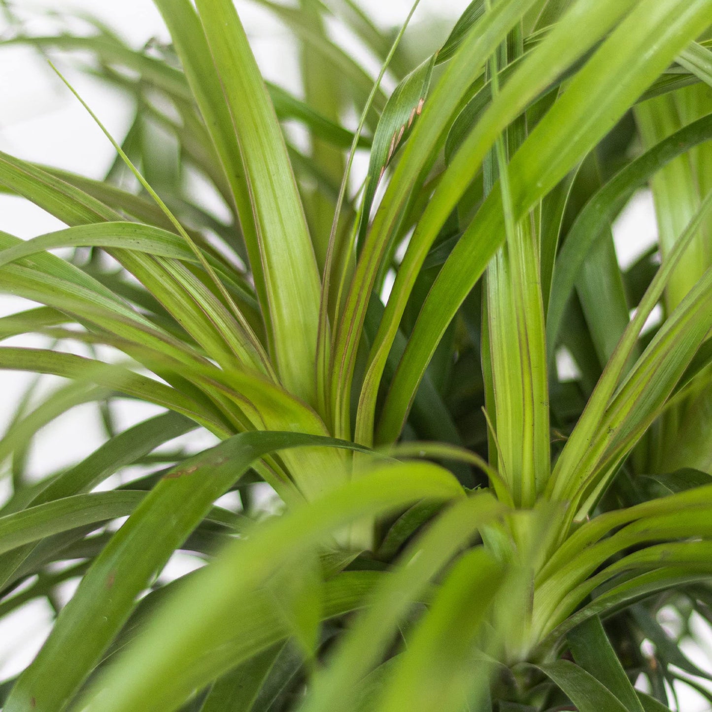 Ponytail Palm Live Plant by United Nursery, 14–16 inches Tall in 6 inch Plant Pot, Easy to Maintain Indoor House Plant for Home, Patio, or Office Decor
