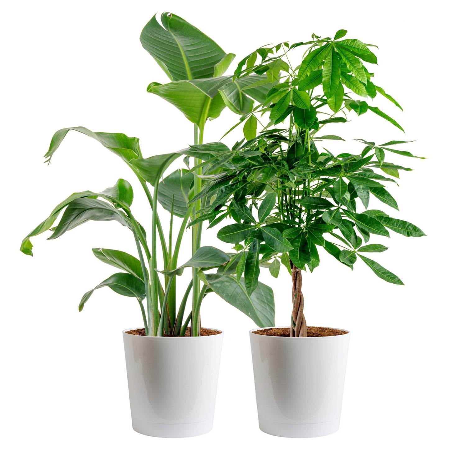 Costa Farms White Bird of Paradise & Money Tree Live Plants in Decorative Pots, Large Indoor Houseplants, Home, Room, or Office Decor, House Warming or Birthday Gift, 3-4 Feet, Pack of 2