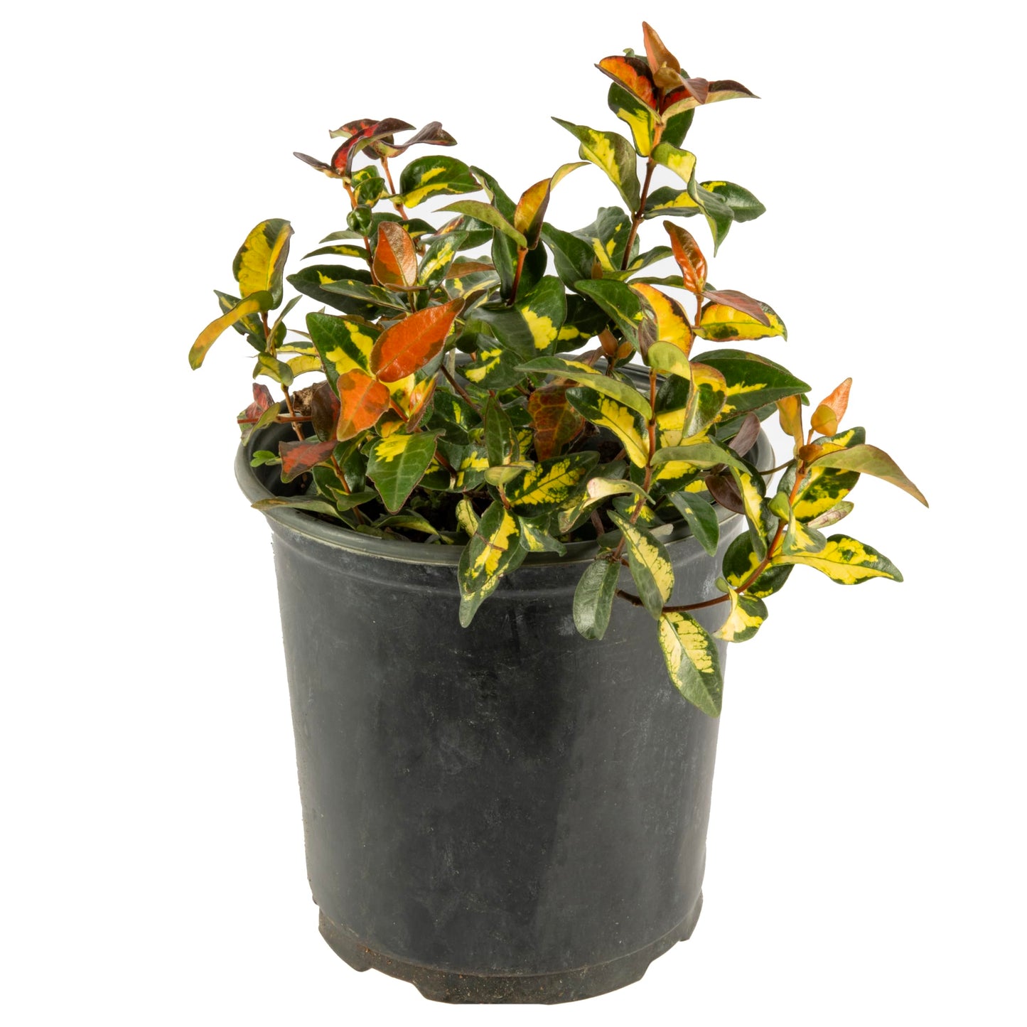 American Plant Exchange Summer Sunset Jasmine – 6-Inch with Pot – Live Fragrant Flowering Vine, Easy Care Plant for Home, Garden, Patio, or Balcony Decor