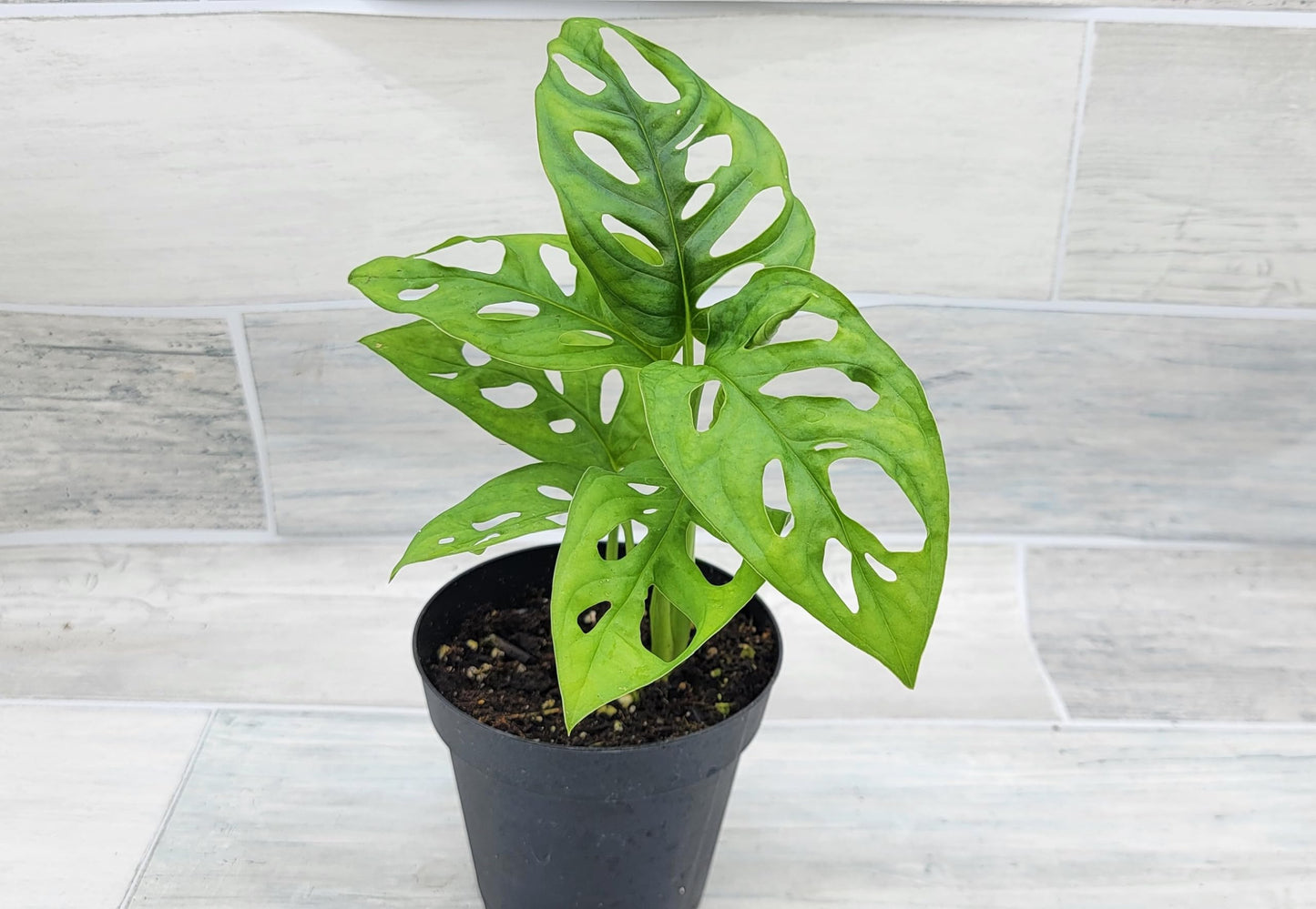 Monstera Adansonii Philodendron Swiss Cheese Live Plant 4" Pot by 3exoticgreen - Plants Live Houseplants, Indoor Plants, Monstera Plant for Home Decor