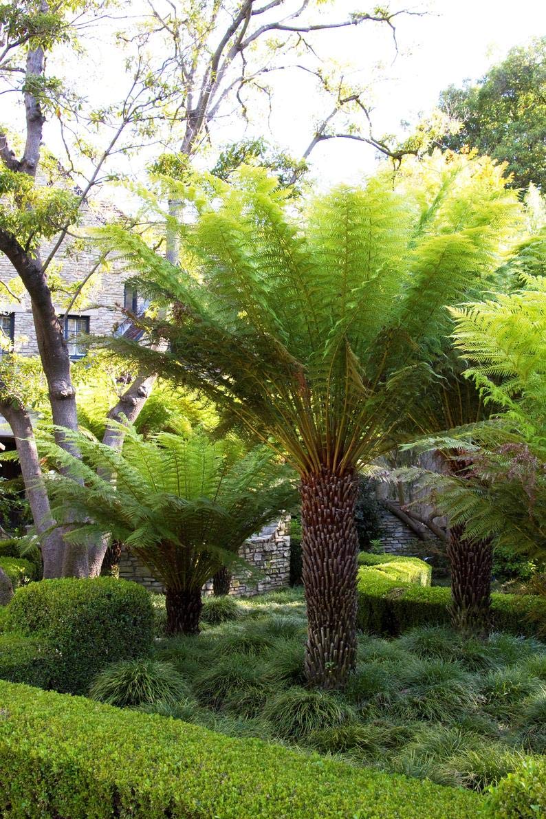 1 Live Plant - Tasmanian Tree Fern Dicksonia Antarctica