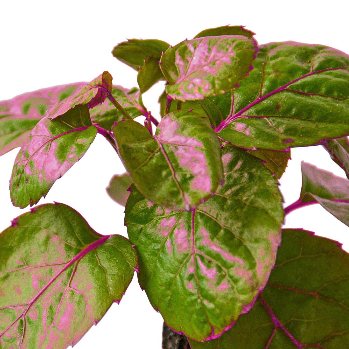 Aralia Fabian Stump 'Polyscias Scutellaria' in 6in Pot - Live Tropical Houseplant - Easy to Grow | Variegated | USA Growers | The Snobby Leaf