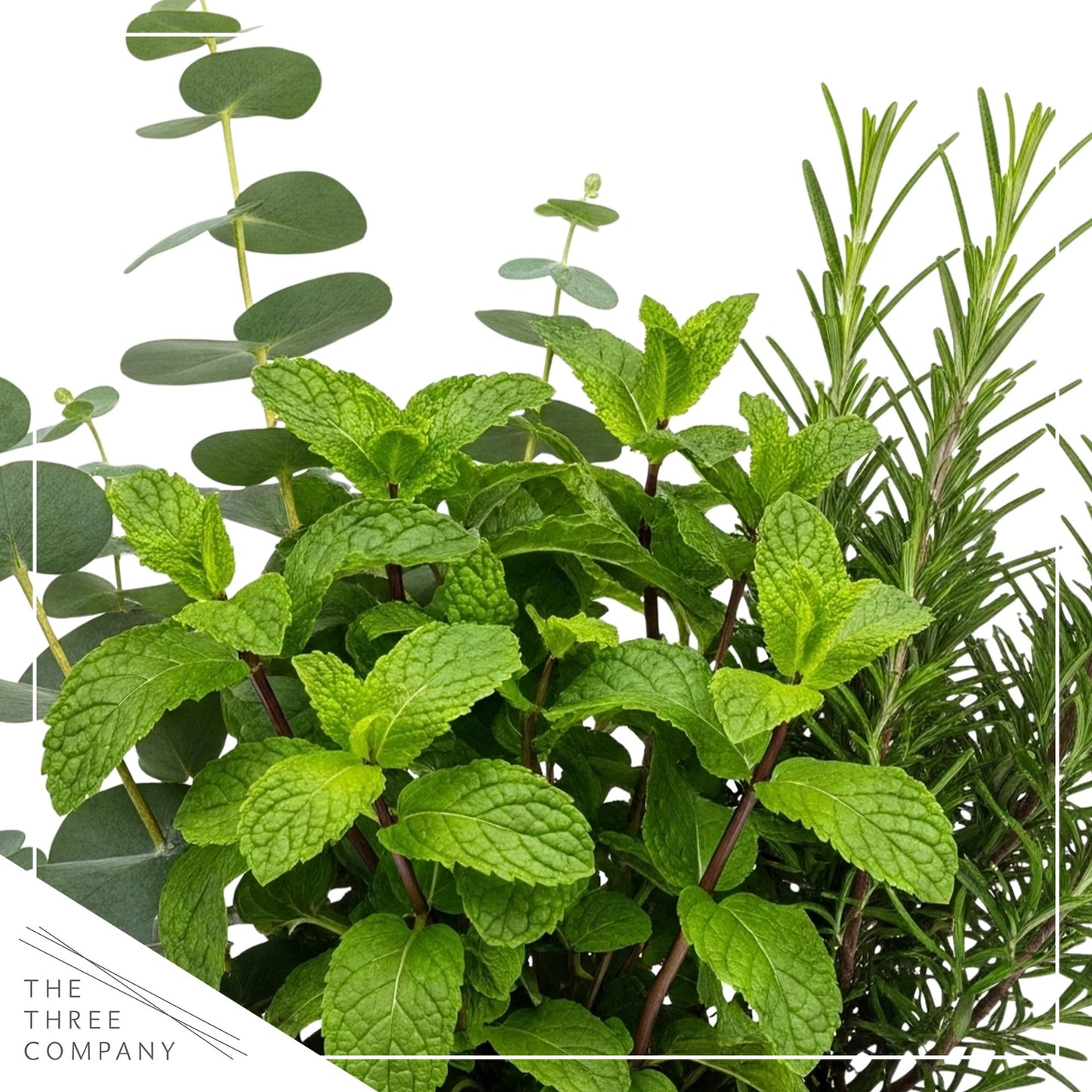Live Aromatic and Healthy Herb Combo in Deco Cover - Breathe Better, Combo Includes Eucalpytus, Mint, and Rosemary, 12" Tall by 6" Wide in 1.25 Quart Pot